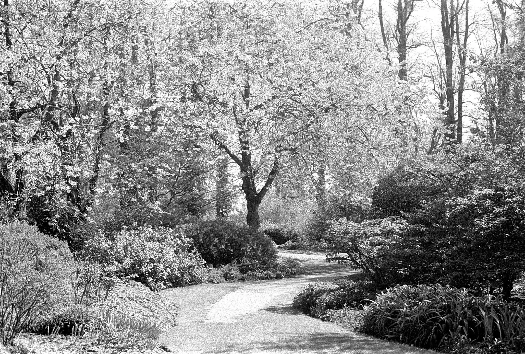 A winding garden path surrounded by trees and bushes, with some trees in full blossom and the others bare, indicating early spring.