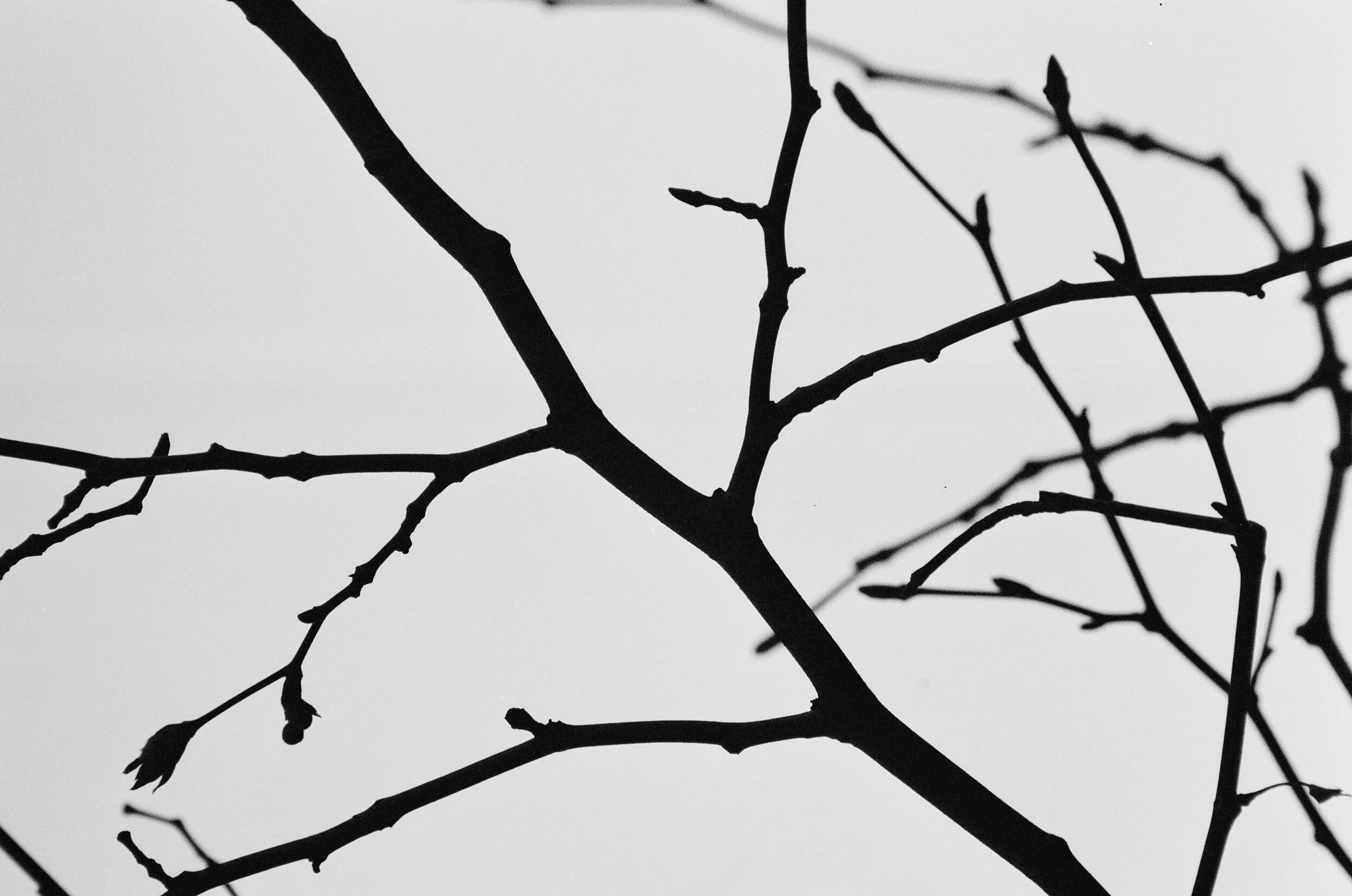 Black silhouette of tree branches against a light gray sky.