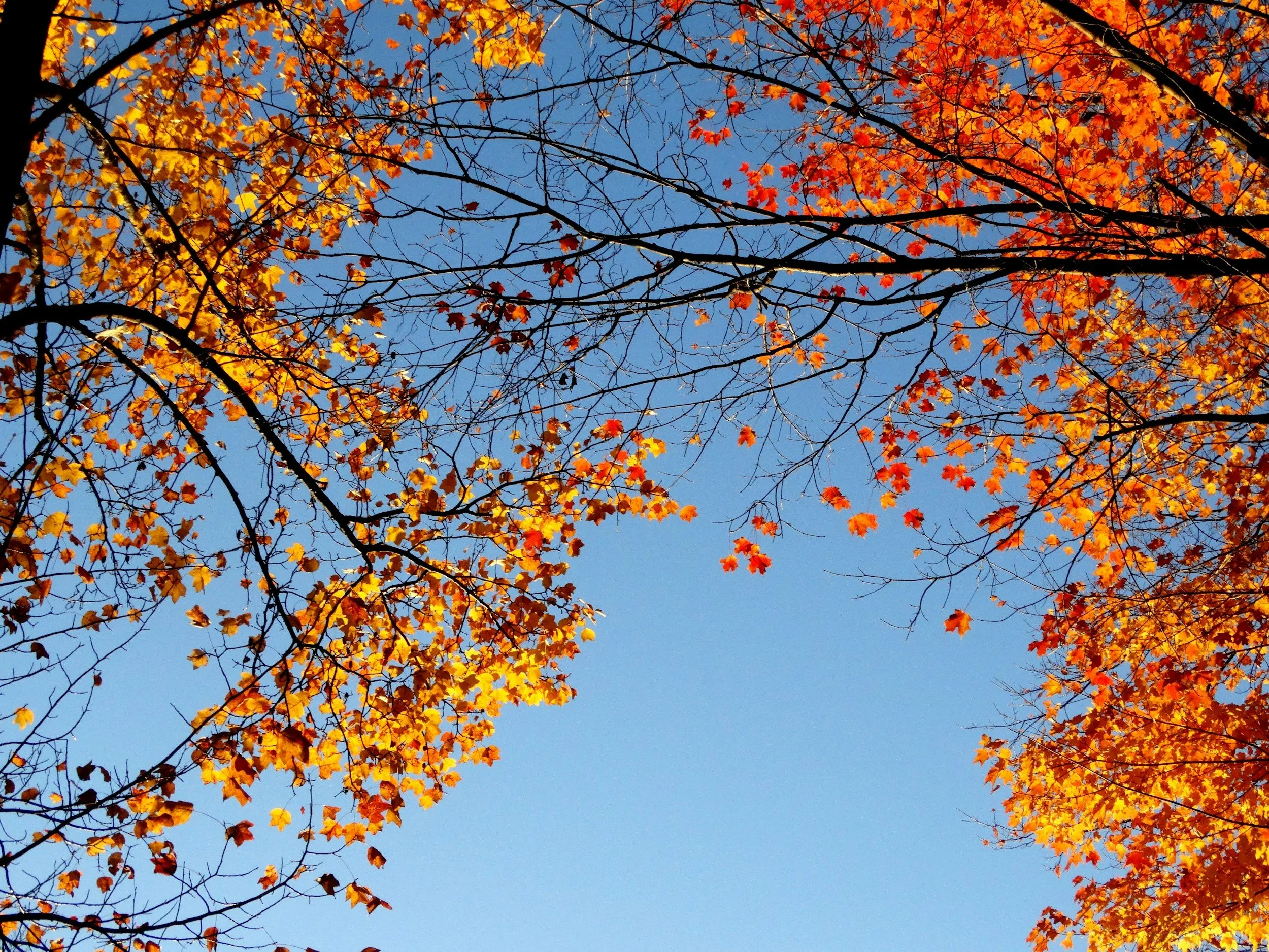 View of tree branches with yellow, orange, and red autumn leaves against a clear blue sky.