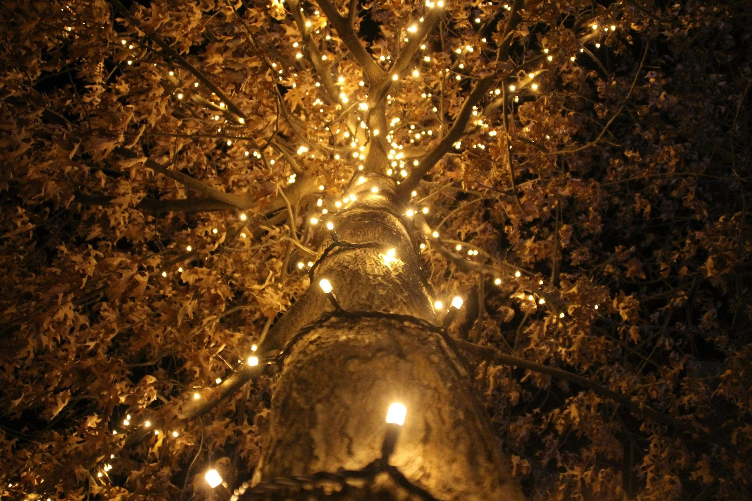Tree trunk viewed from below with string lights wrapped around it, illuminating the branches and leaves at night.