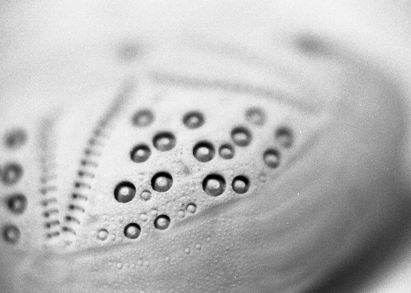 Close-up of a shell, in black and white.