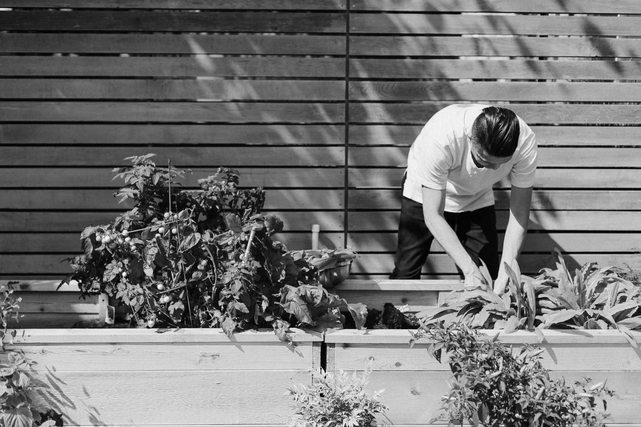 A person is gardening in a raised wooden garden bed, tending to plants with a wooden fence and shadows cast by sunlight in the background.