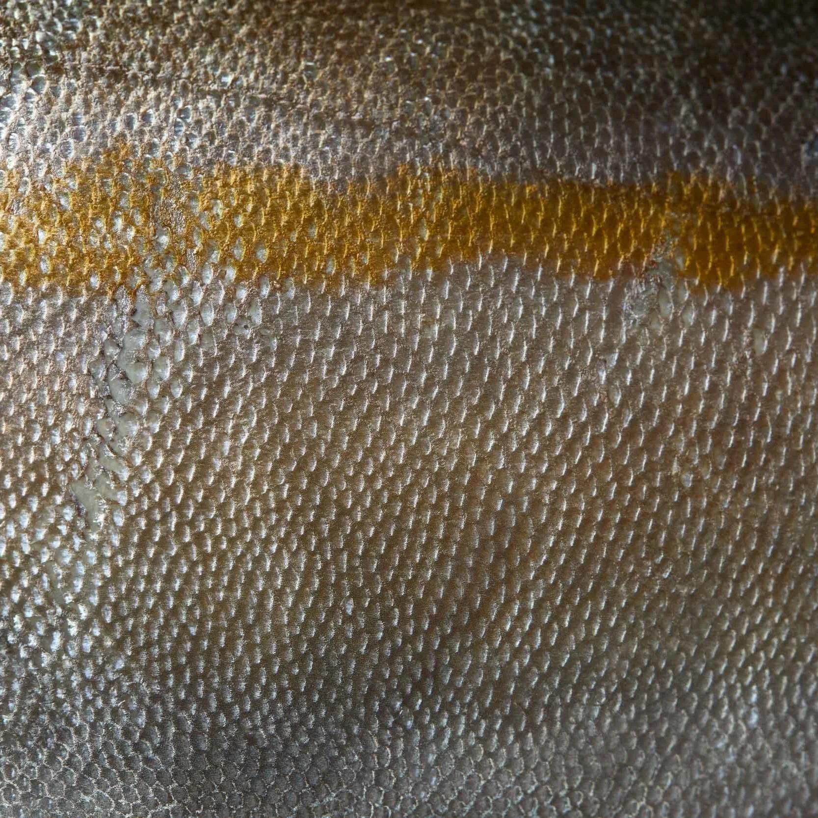 _50A0019.jpg