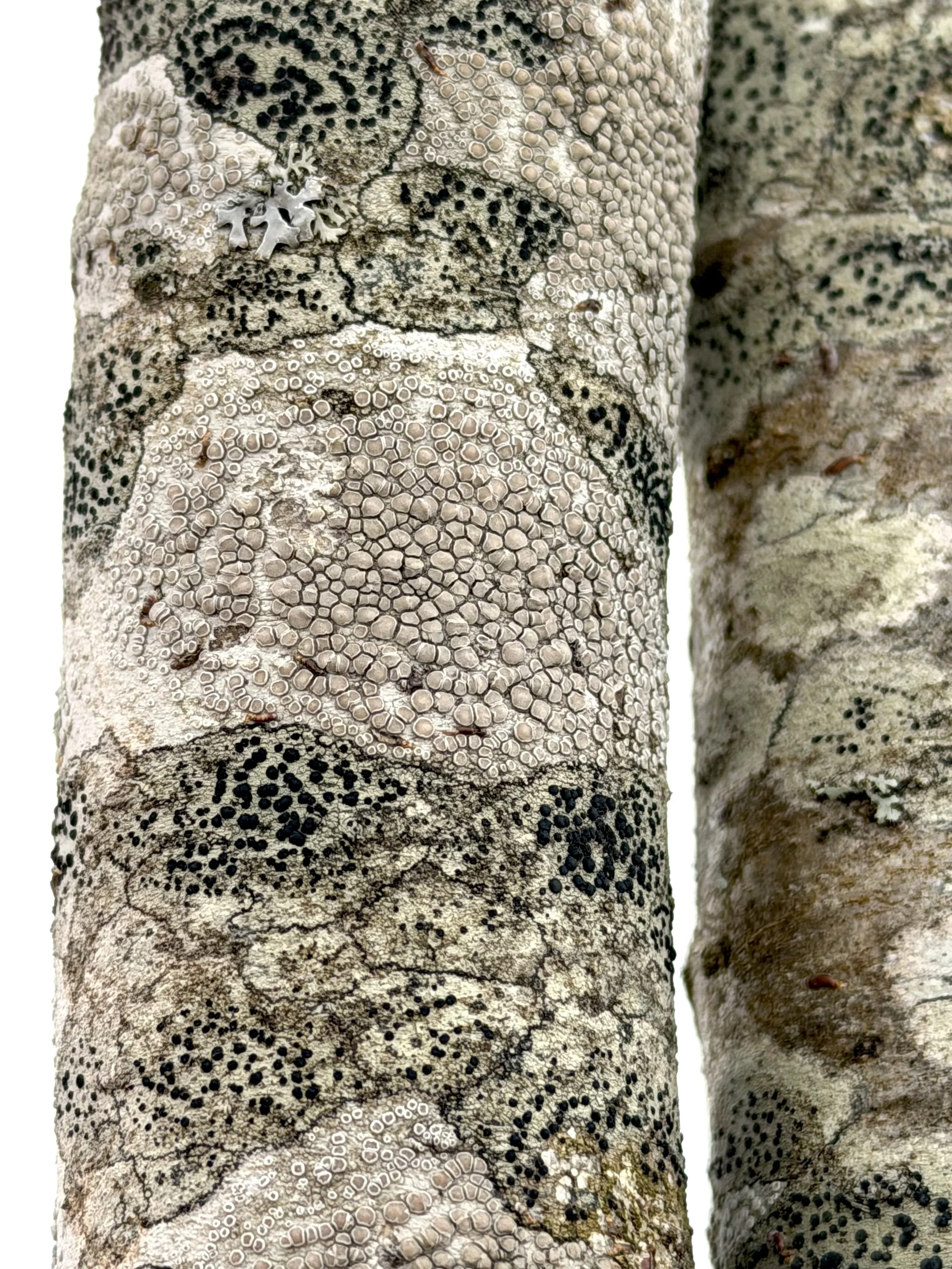 crustose tree lichens, Kenny’s Pond Park, St. John’s