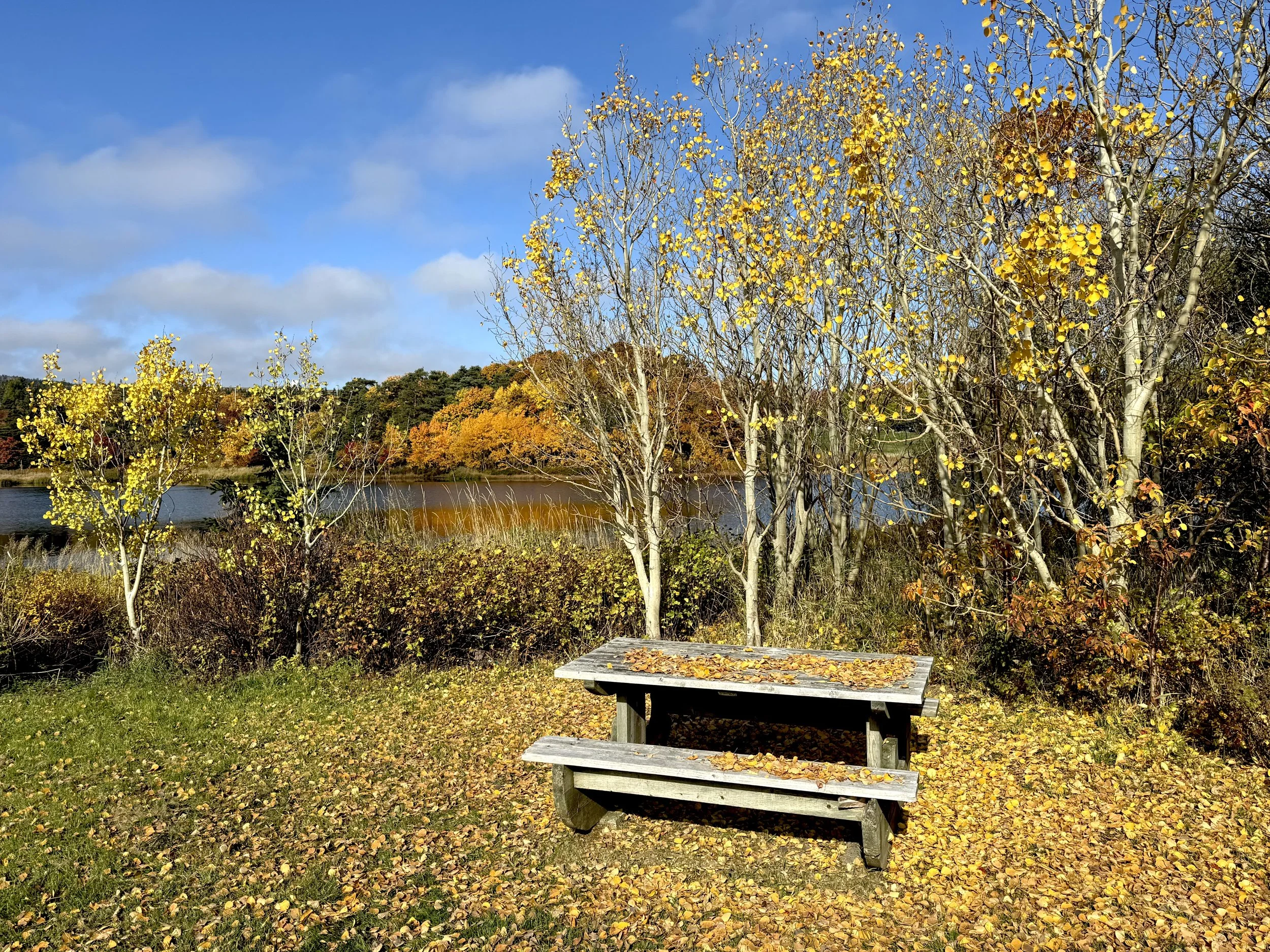a peaceful moment at Long Pond, St. John’s