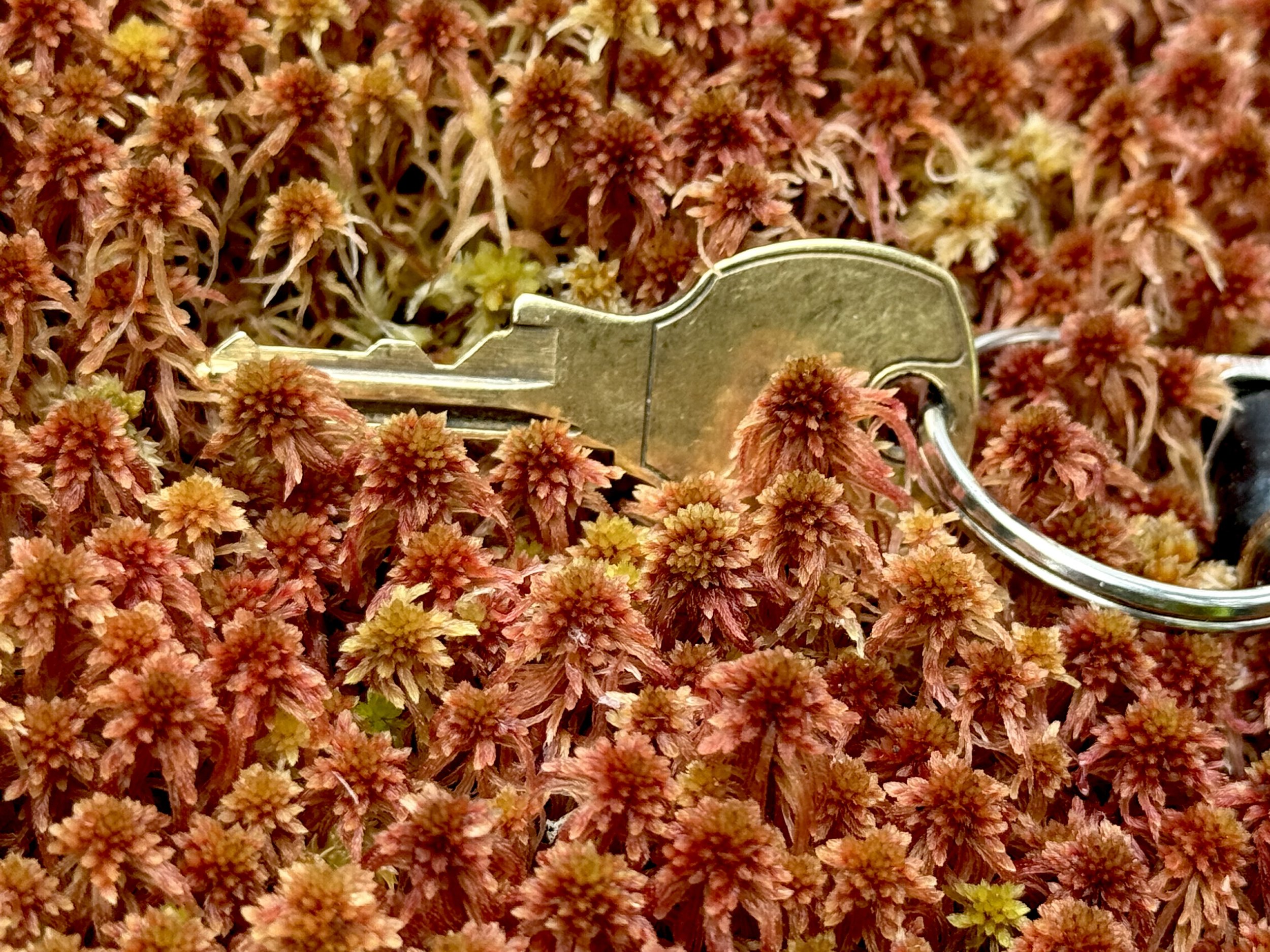 tiny peat moss, Pippy Park, St. John’s