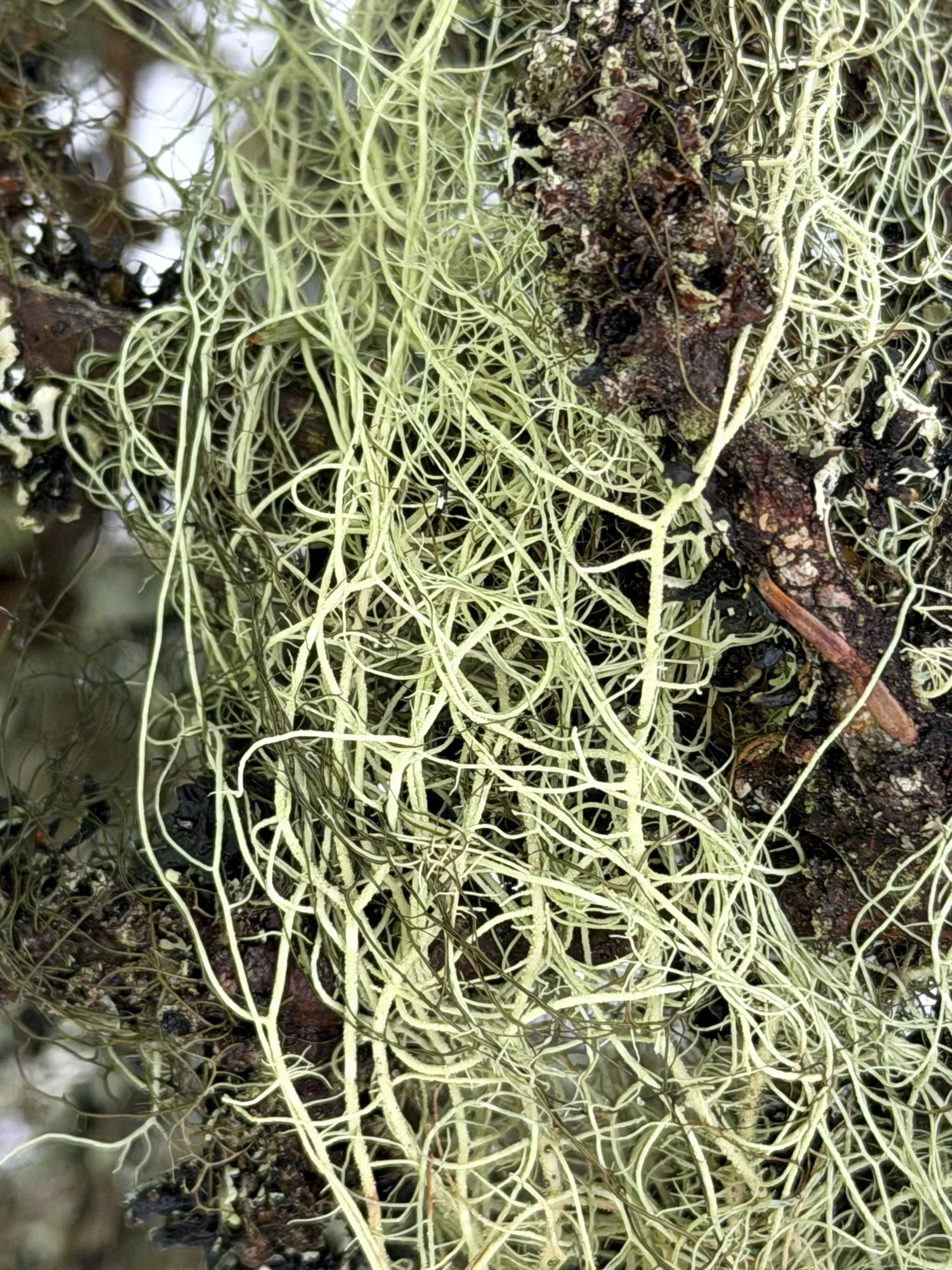 beard lichens, Gloucester Street, St. John’s