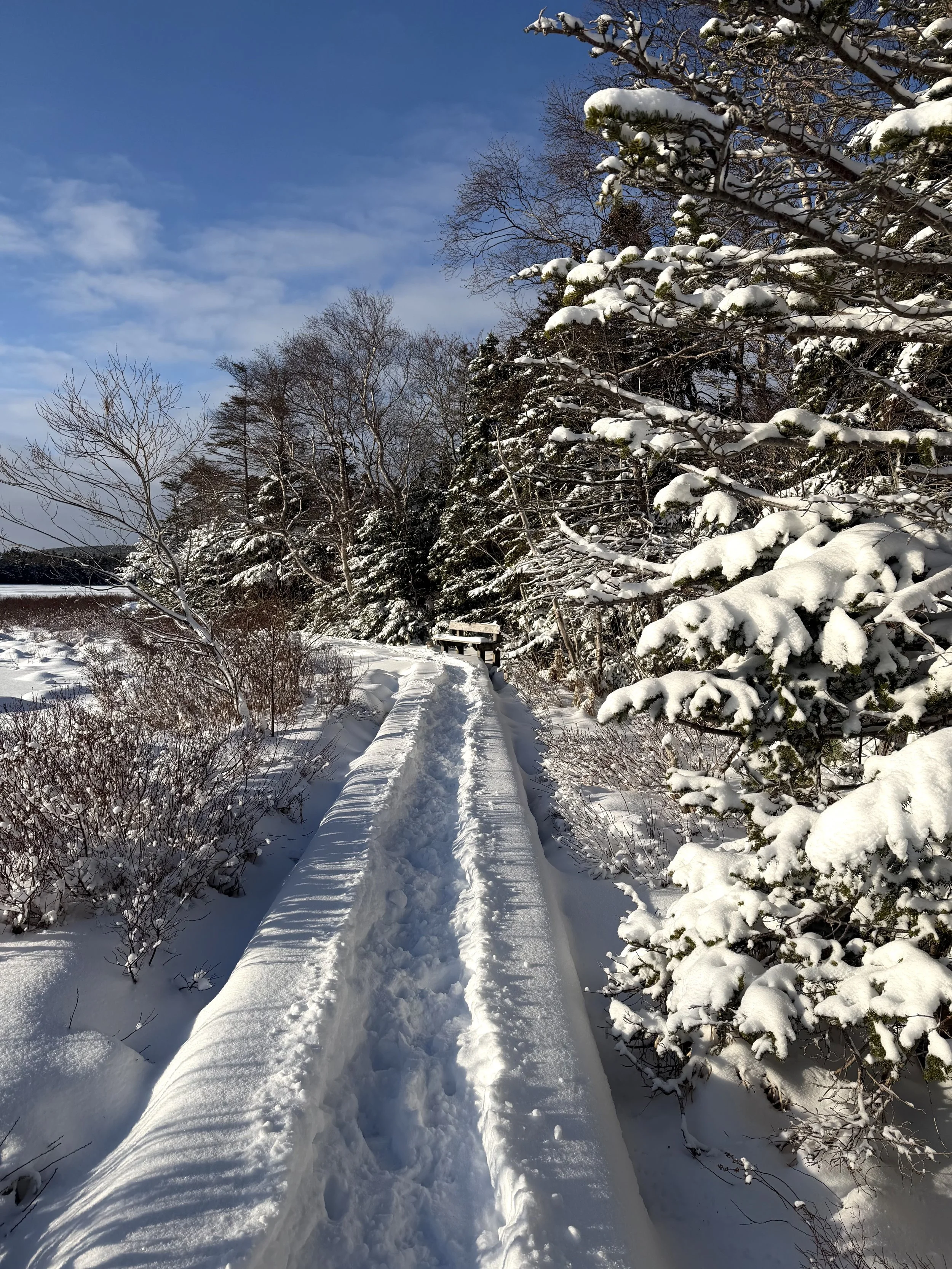 winter scene, Kent's Pond, St. John's