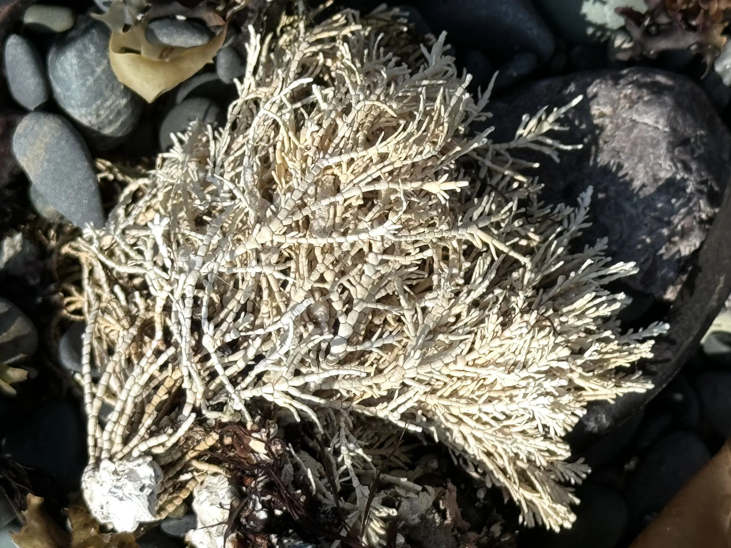 coral weed