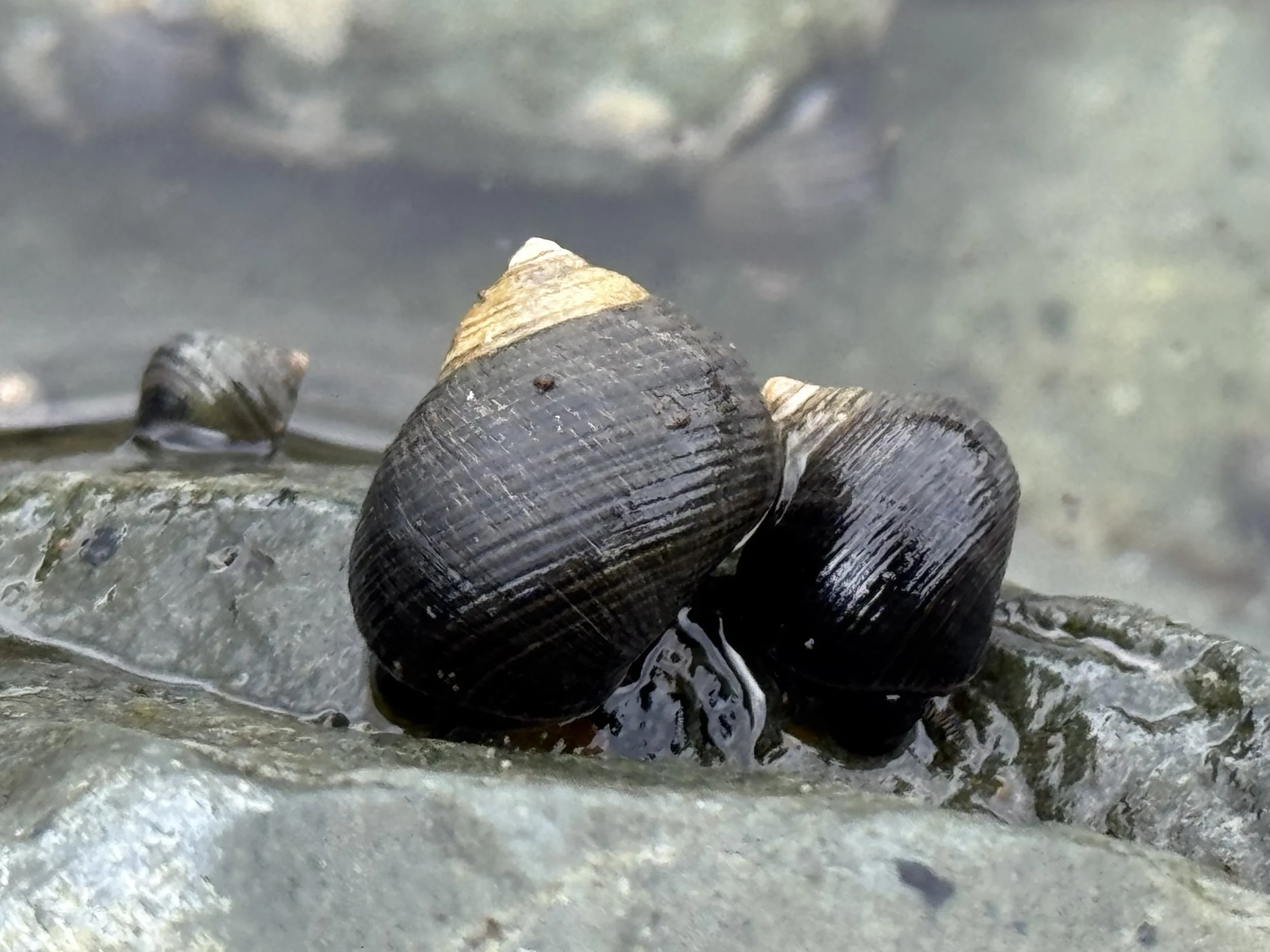 periwinkles