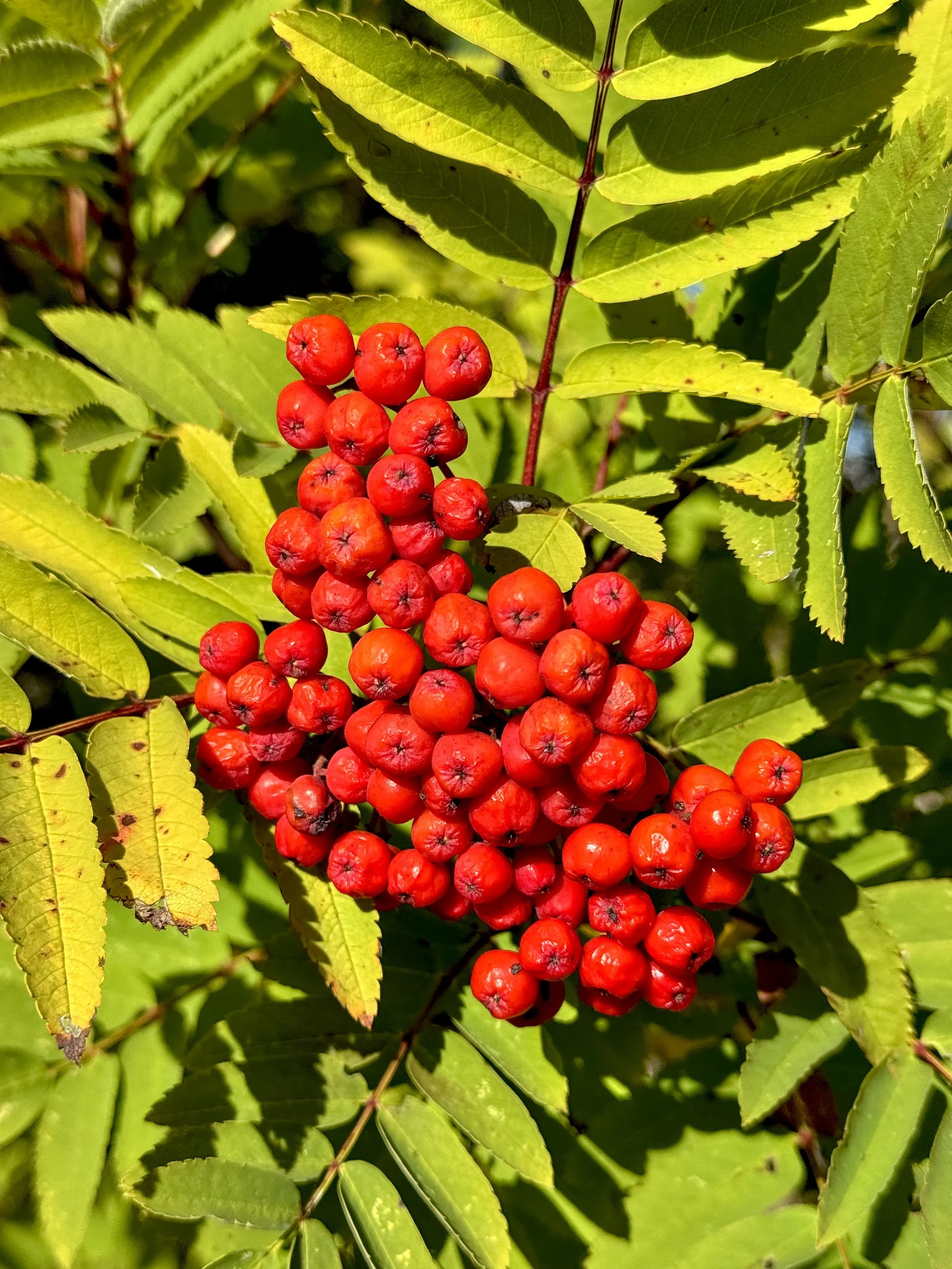 dogberries, Pippy Park, St. John’s