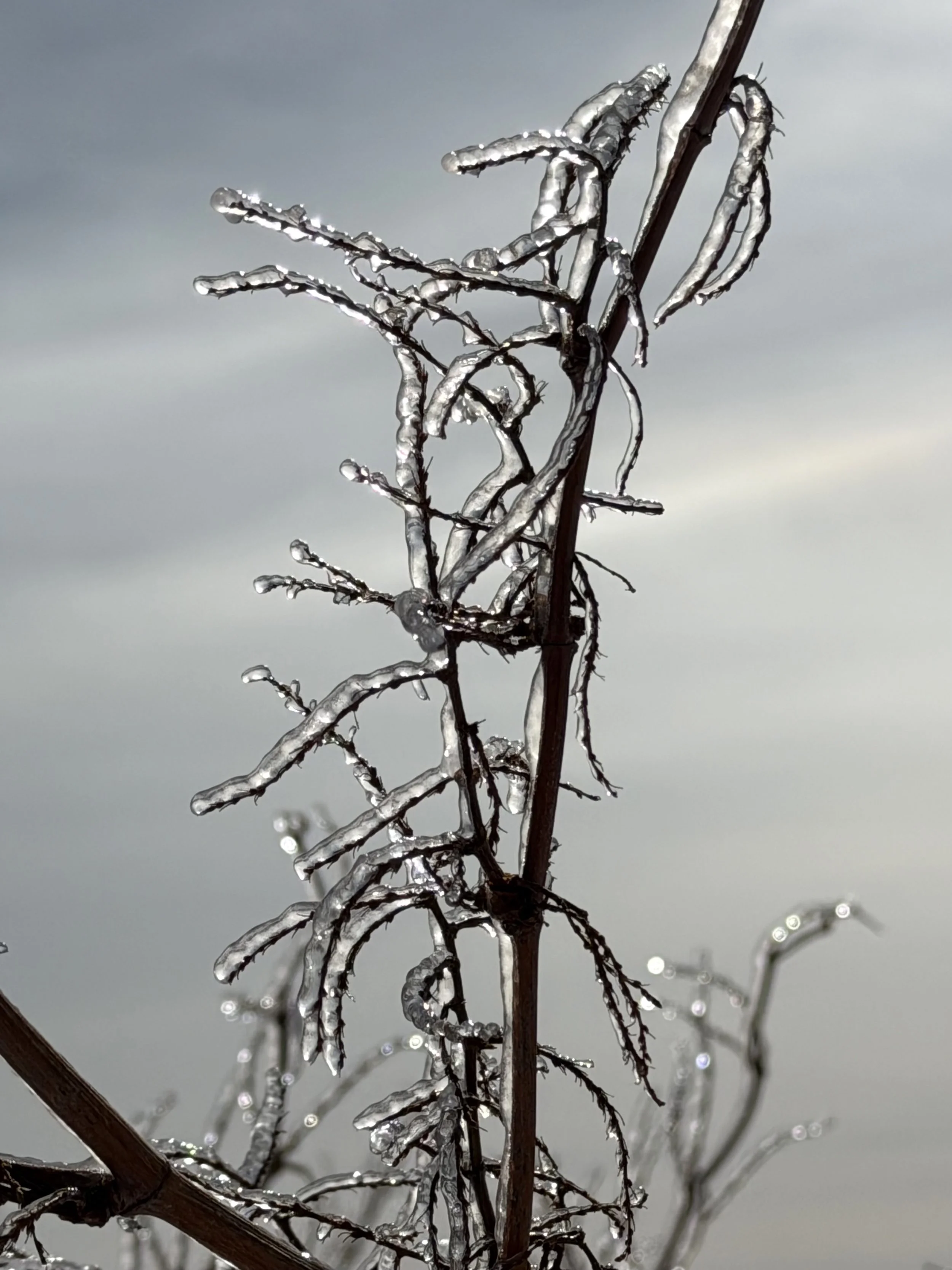 icy branches in early April, Pippy Park, St. John’s