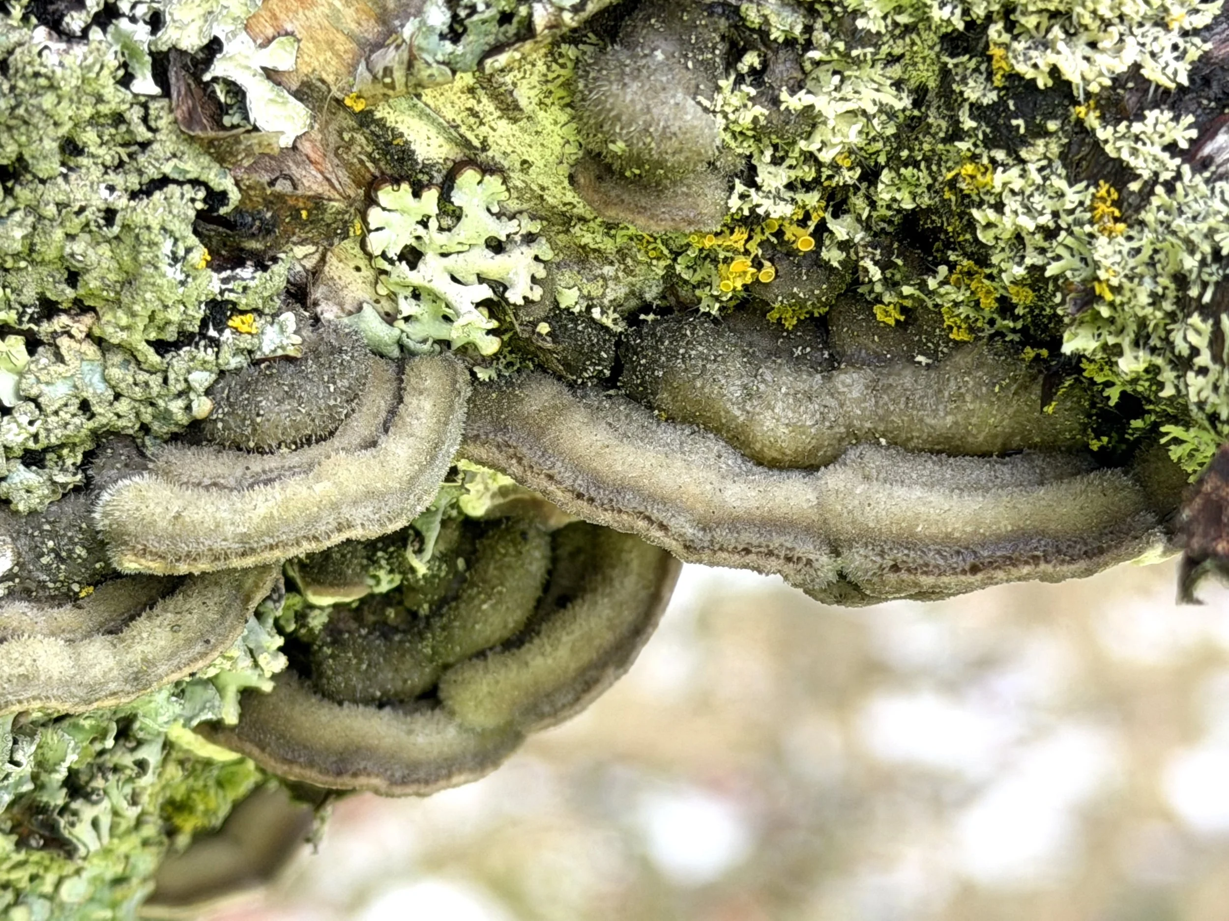 tree fungus from above,  Memorial University, St. John’s