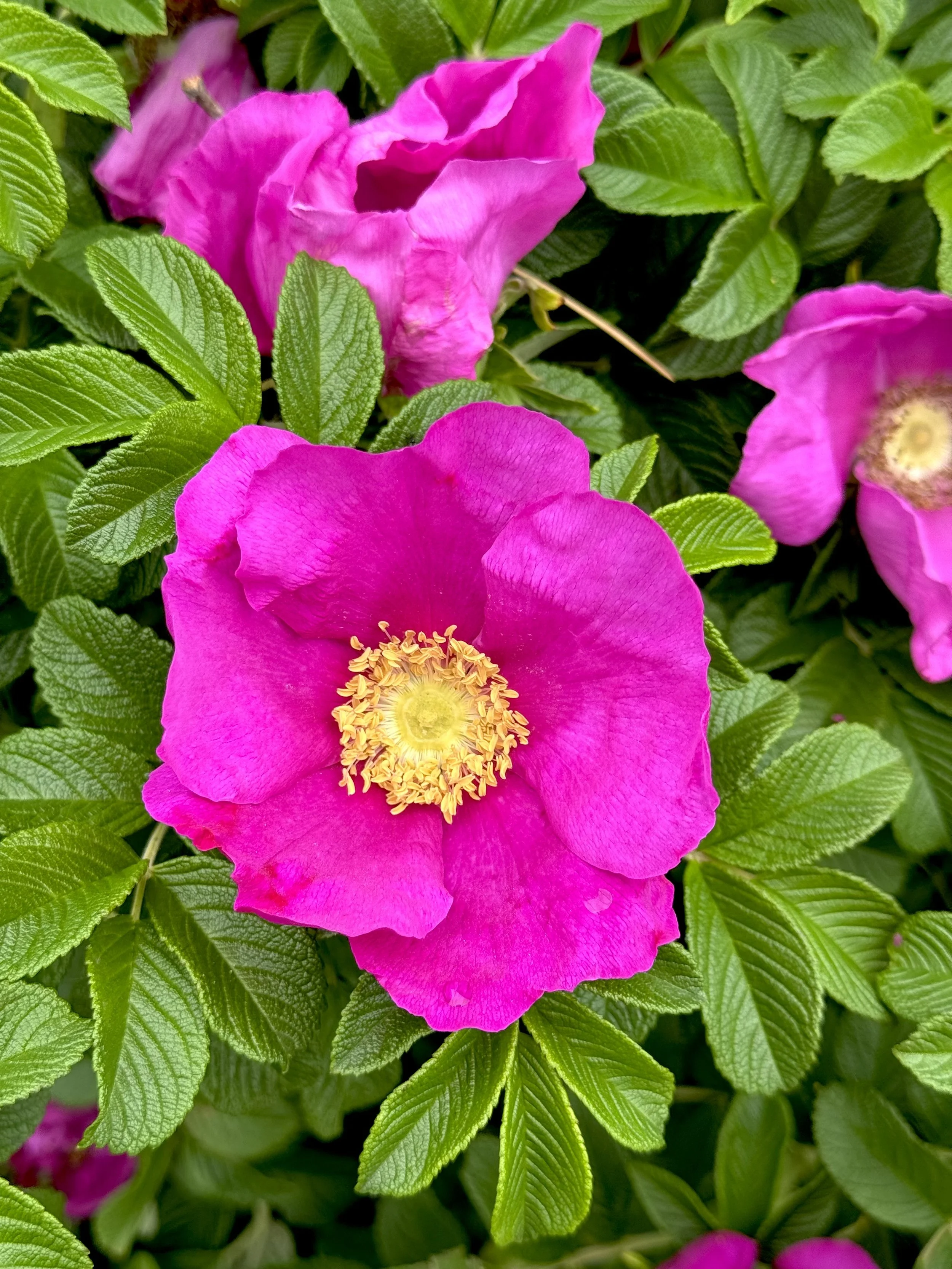 roses, Long Pond, St. John’s