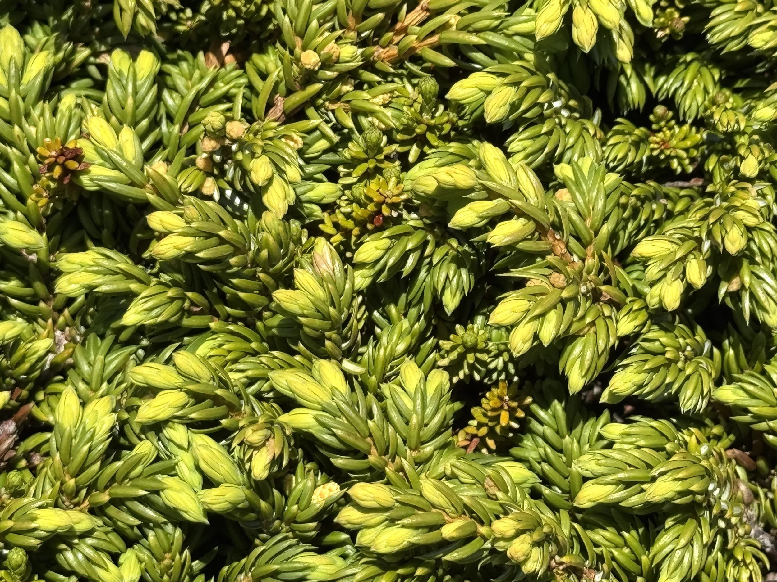 common juniper, Flatrock