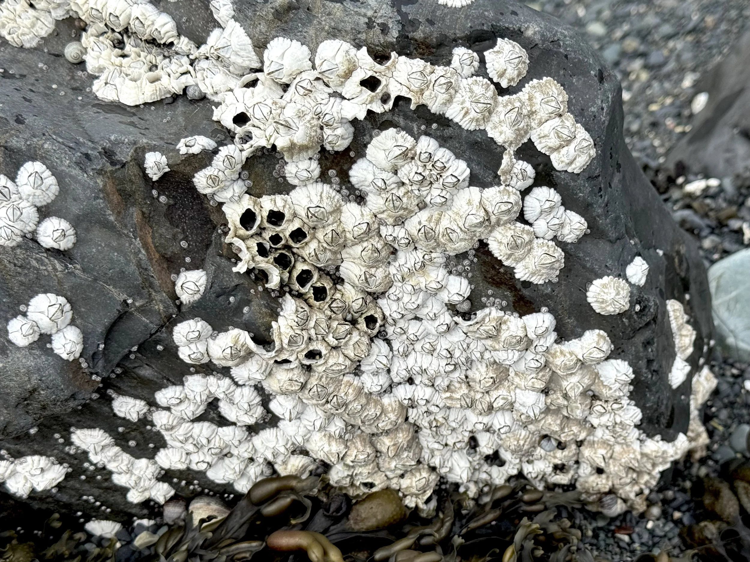 barnacles