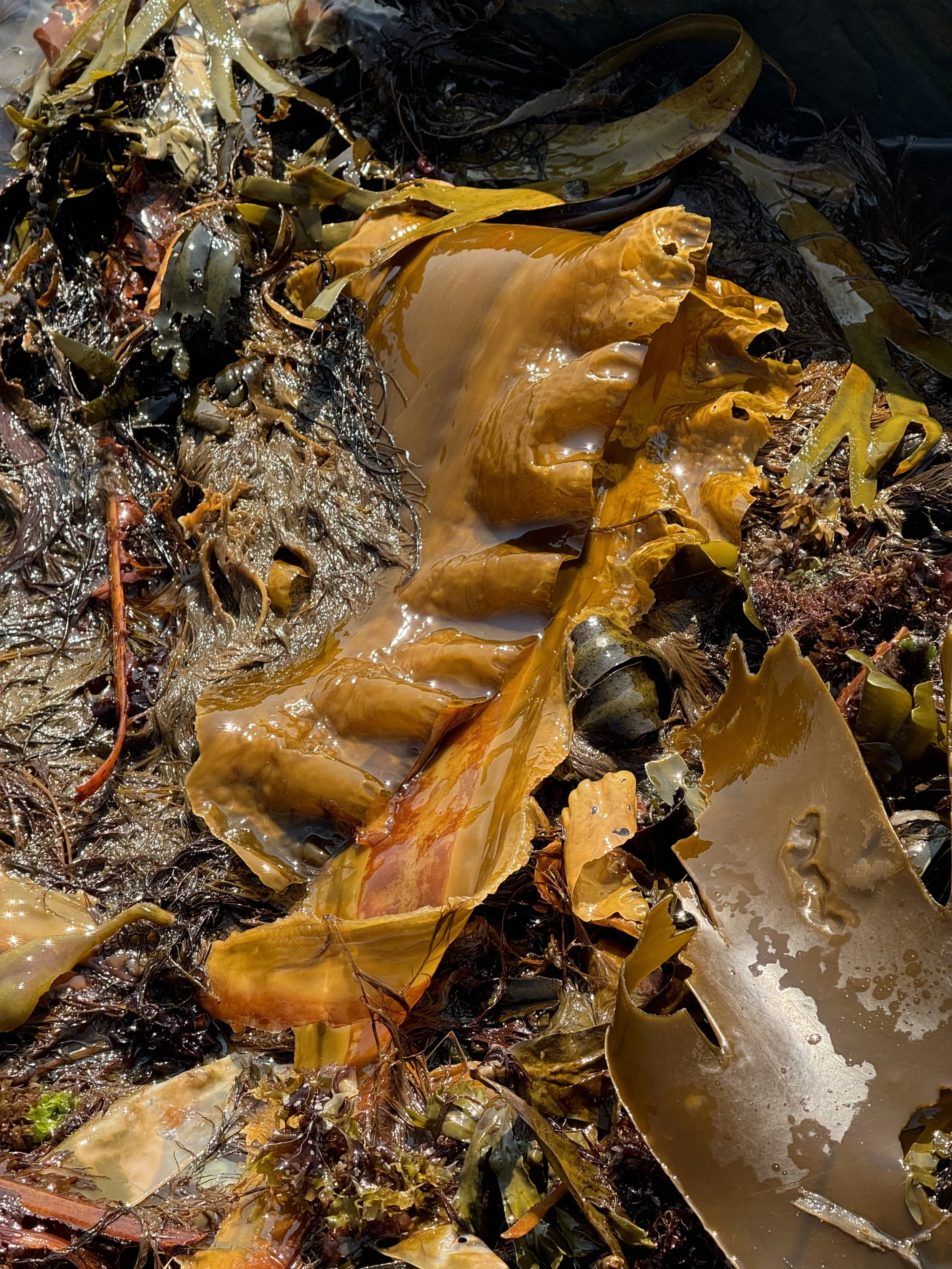 a picture of kelp on the seacoast