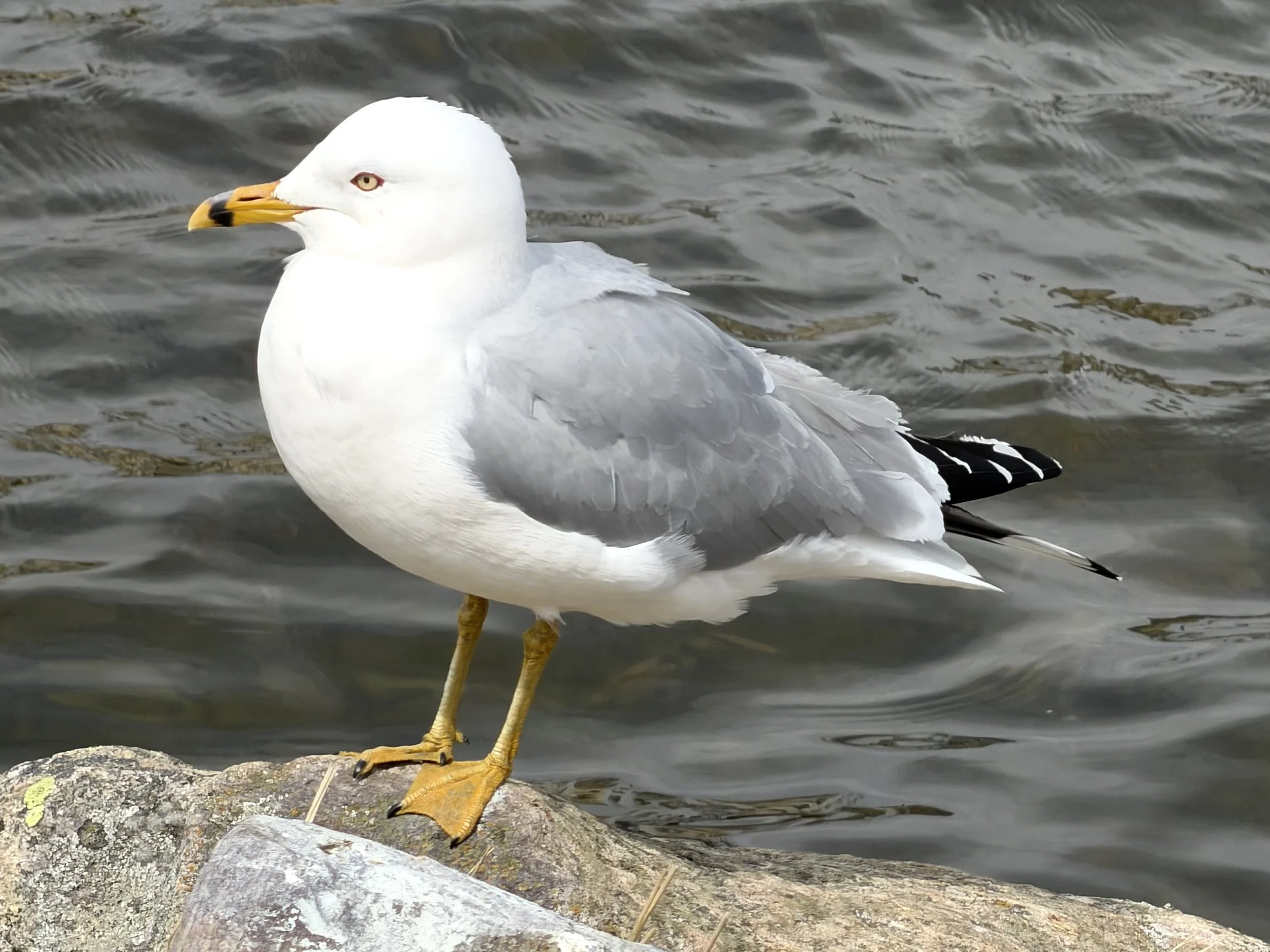 ring-billed gull, Kenny’s Pond, St. John’s