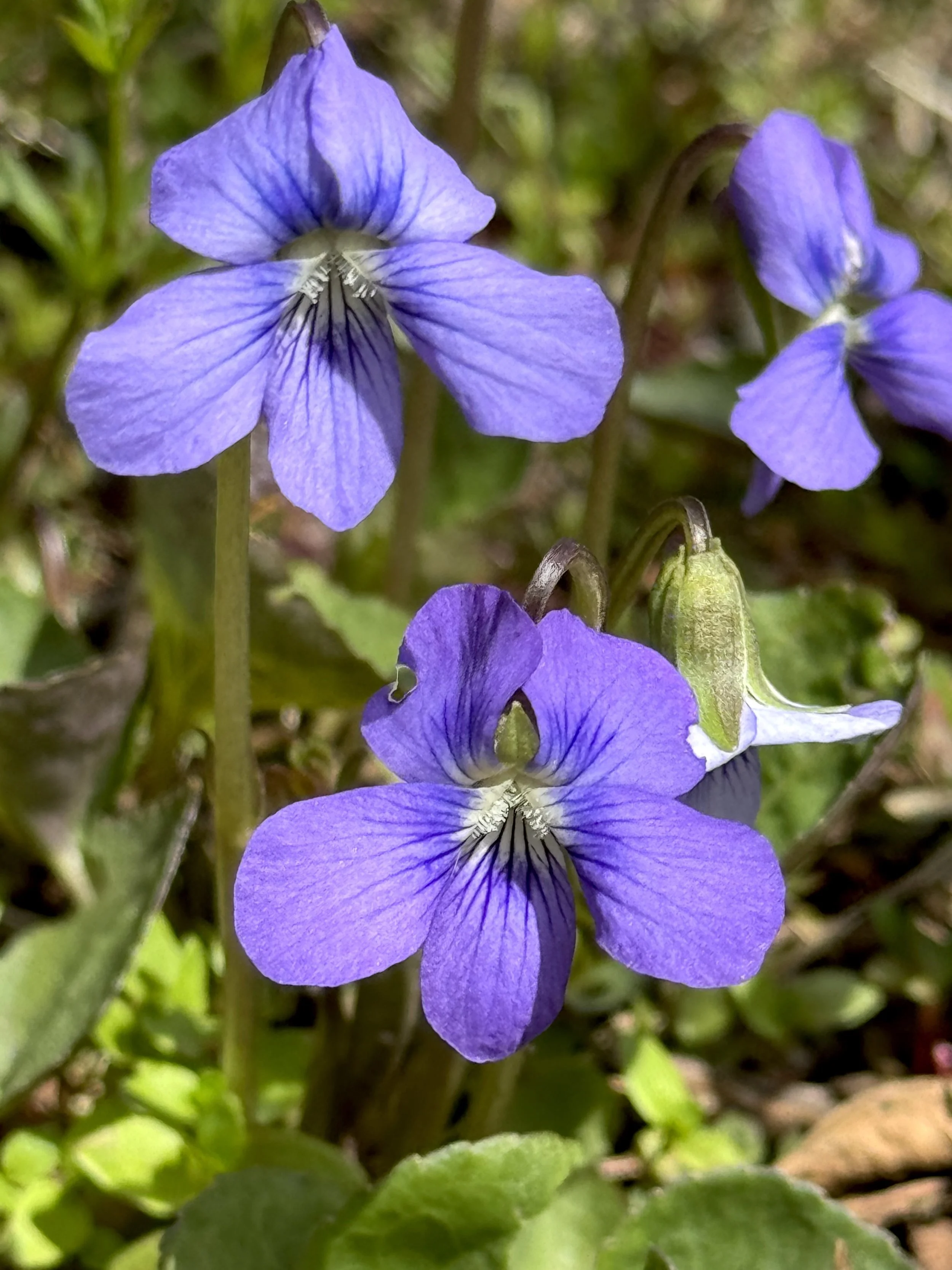 violets, Pippy Park, St. John’s