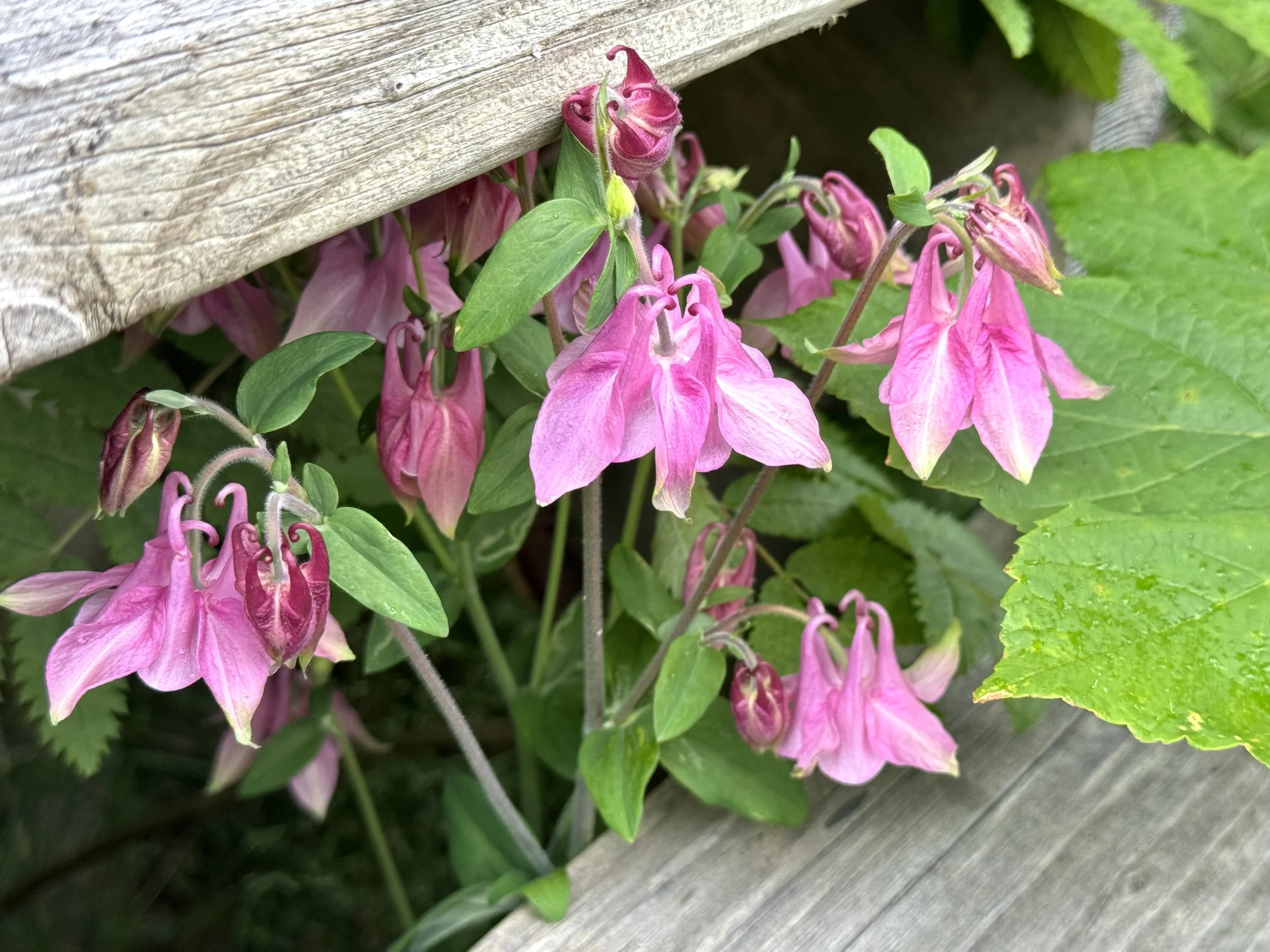 columbine