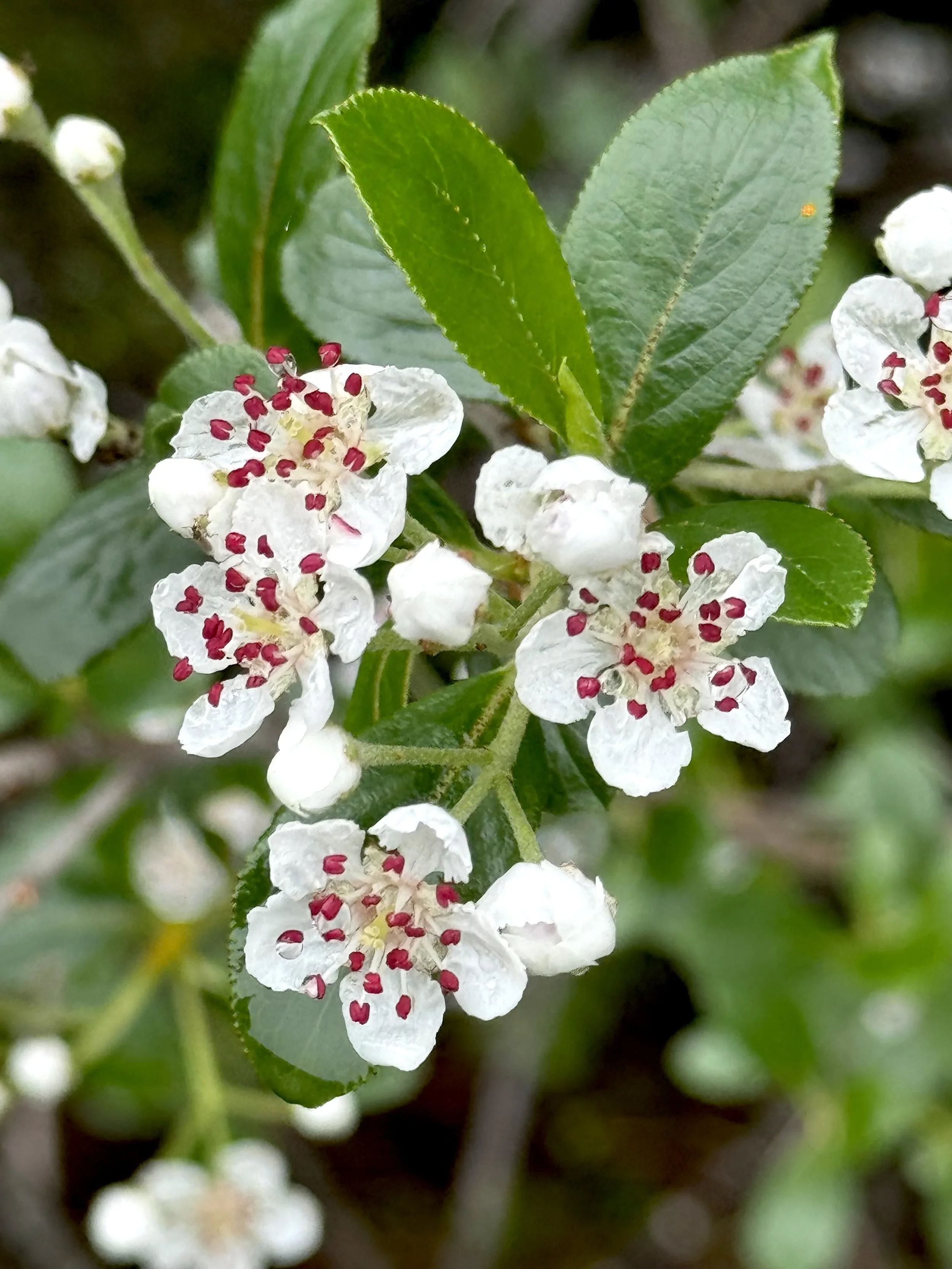 chokeberry