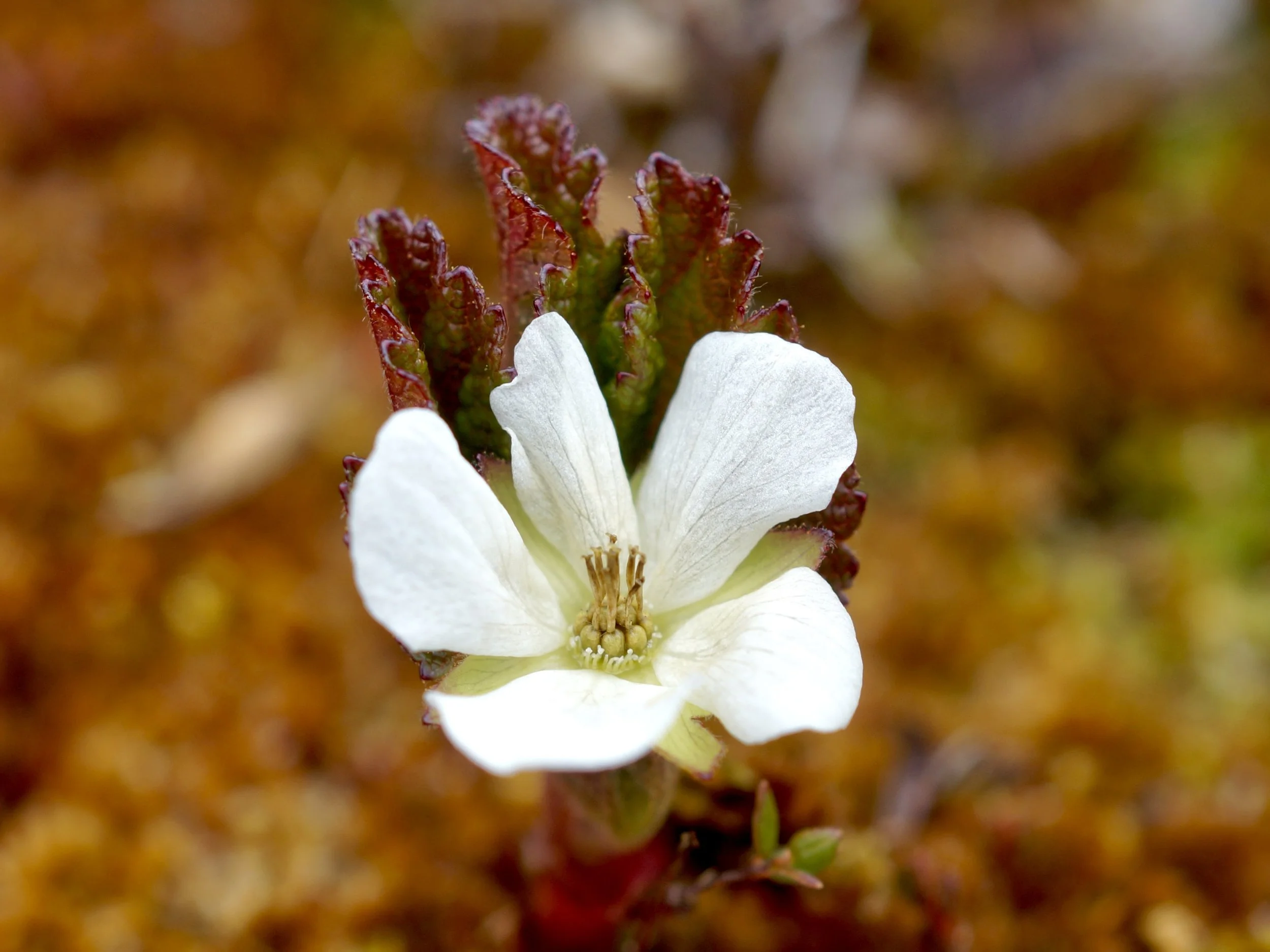 bakeapple (cloudberry)