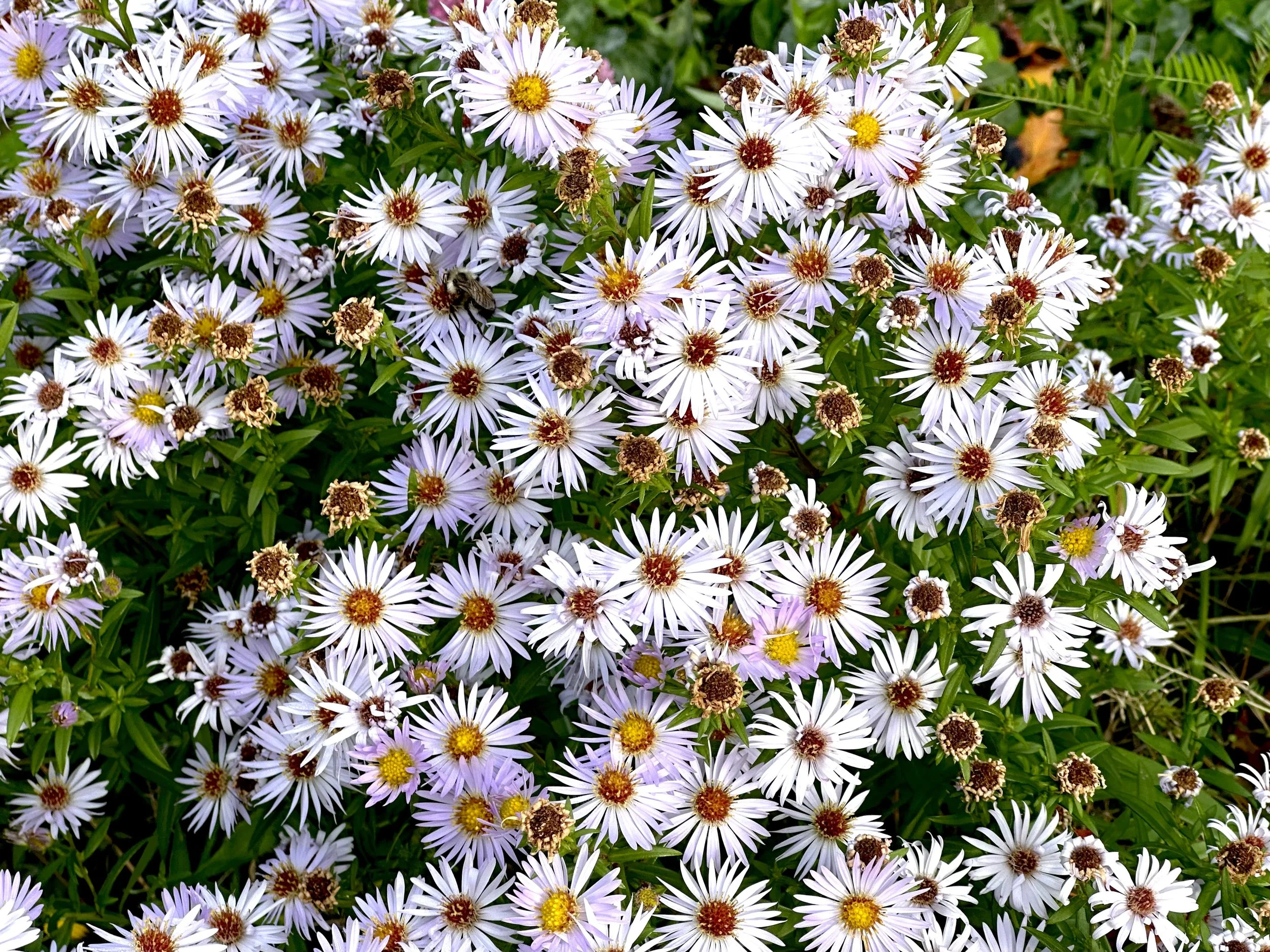 aster