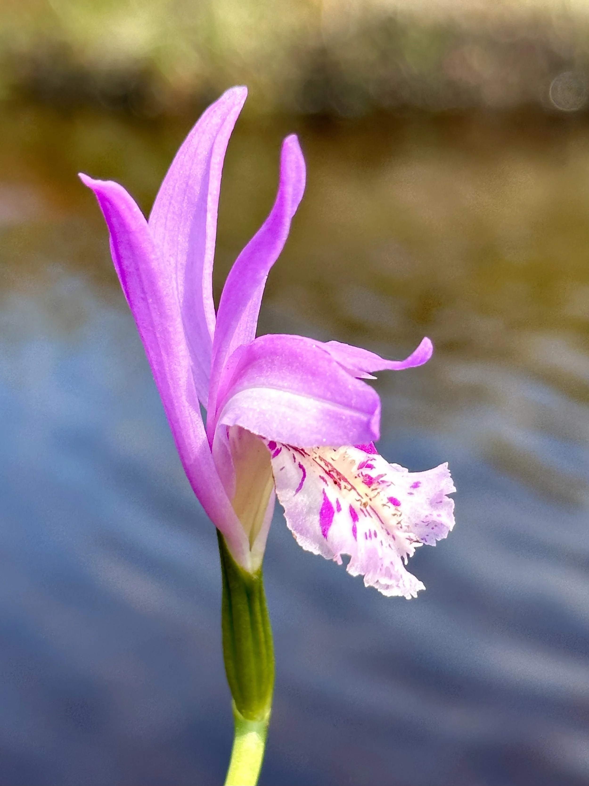dragon's mouth orchid