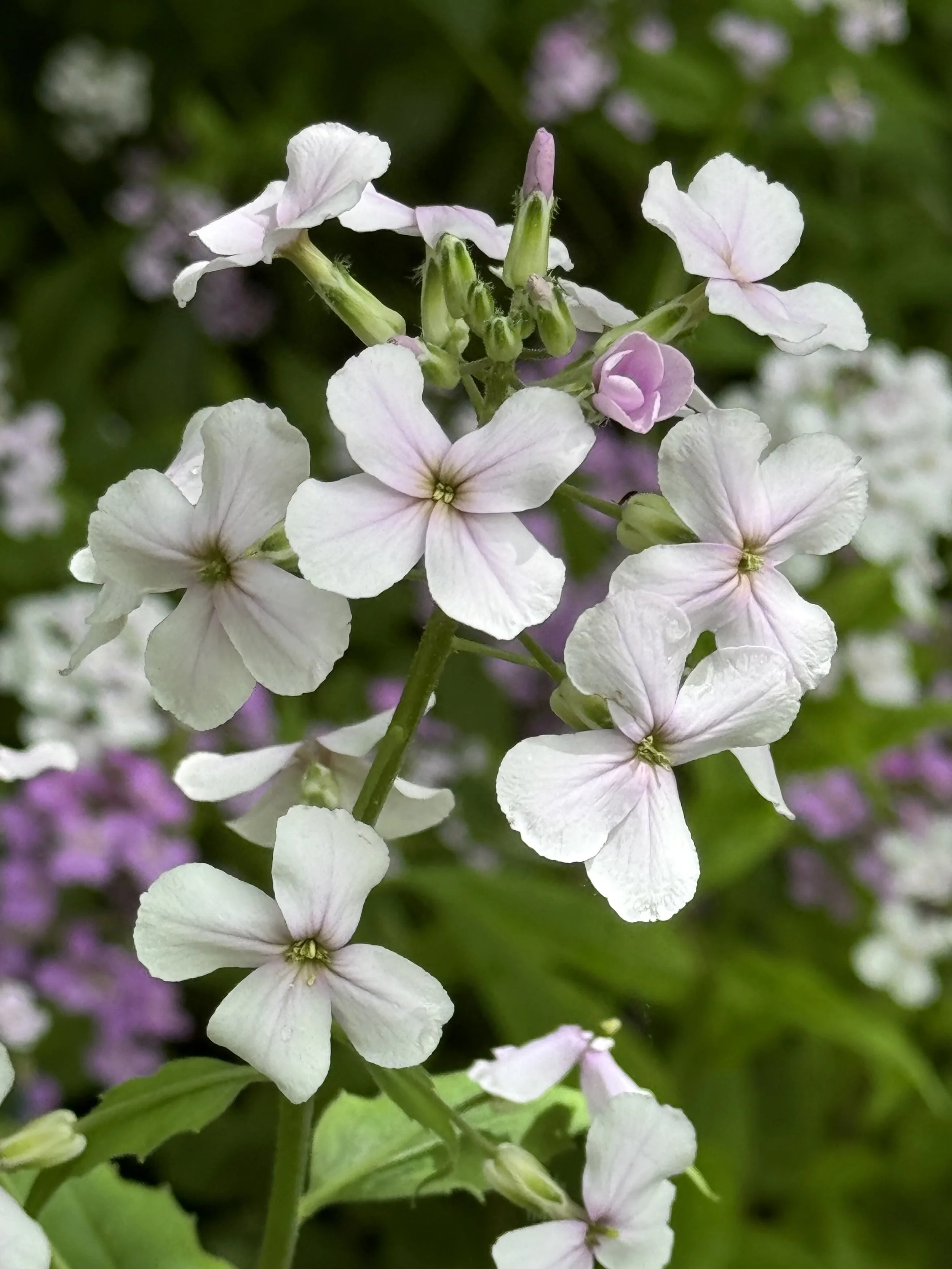 dame's rocket (white)