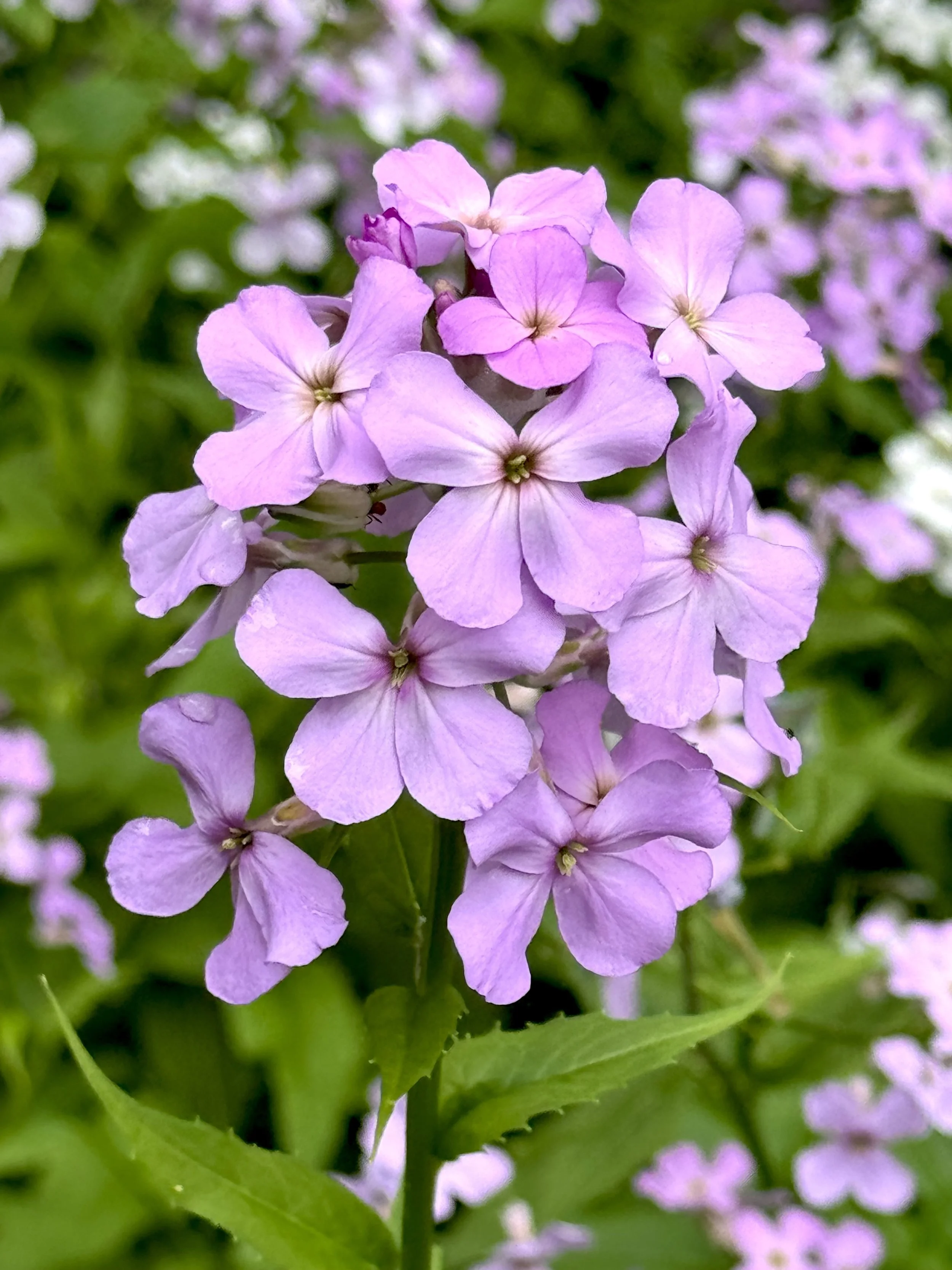 dame's rocket (pink)