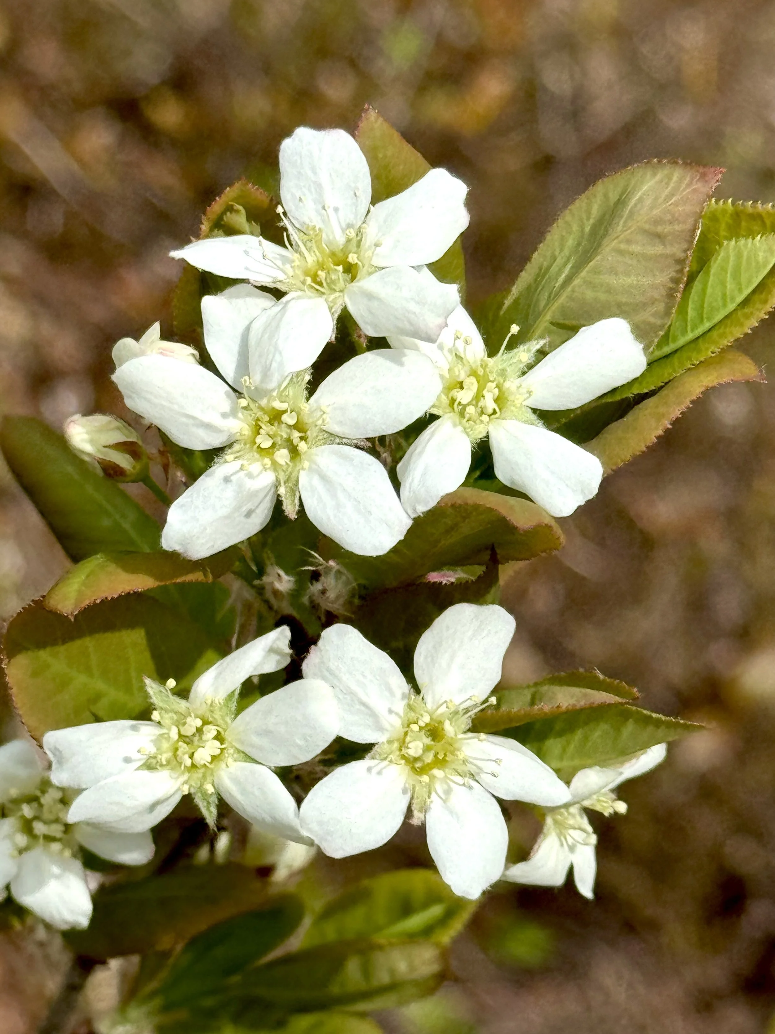 chuckley pear (Saskatoon berry)