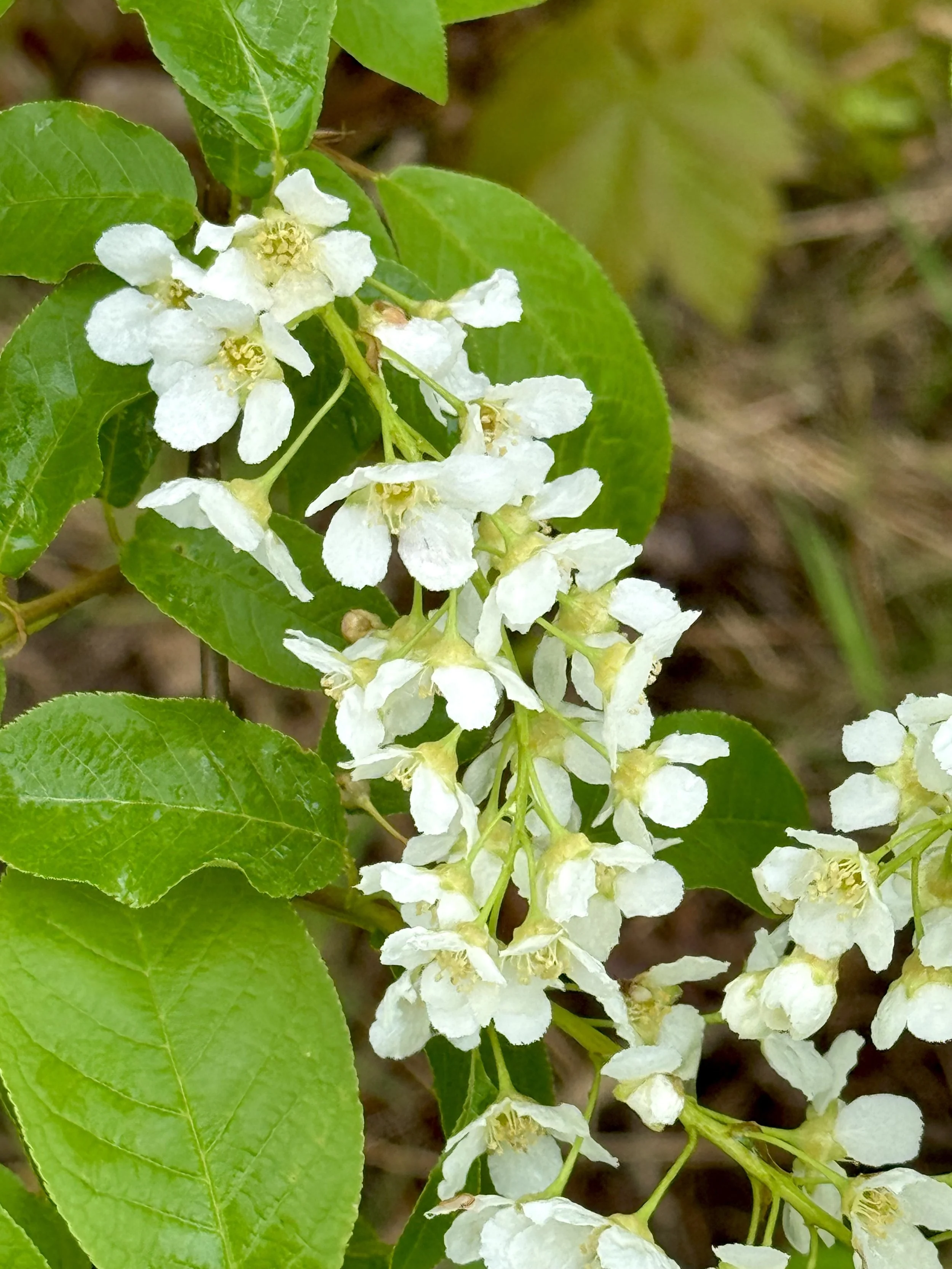 chokecherry