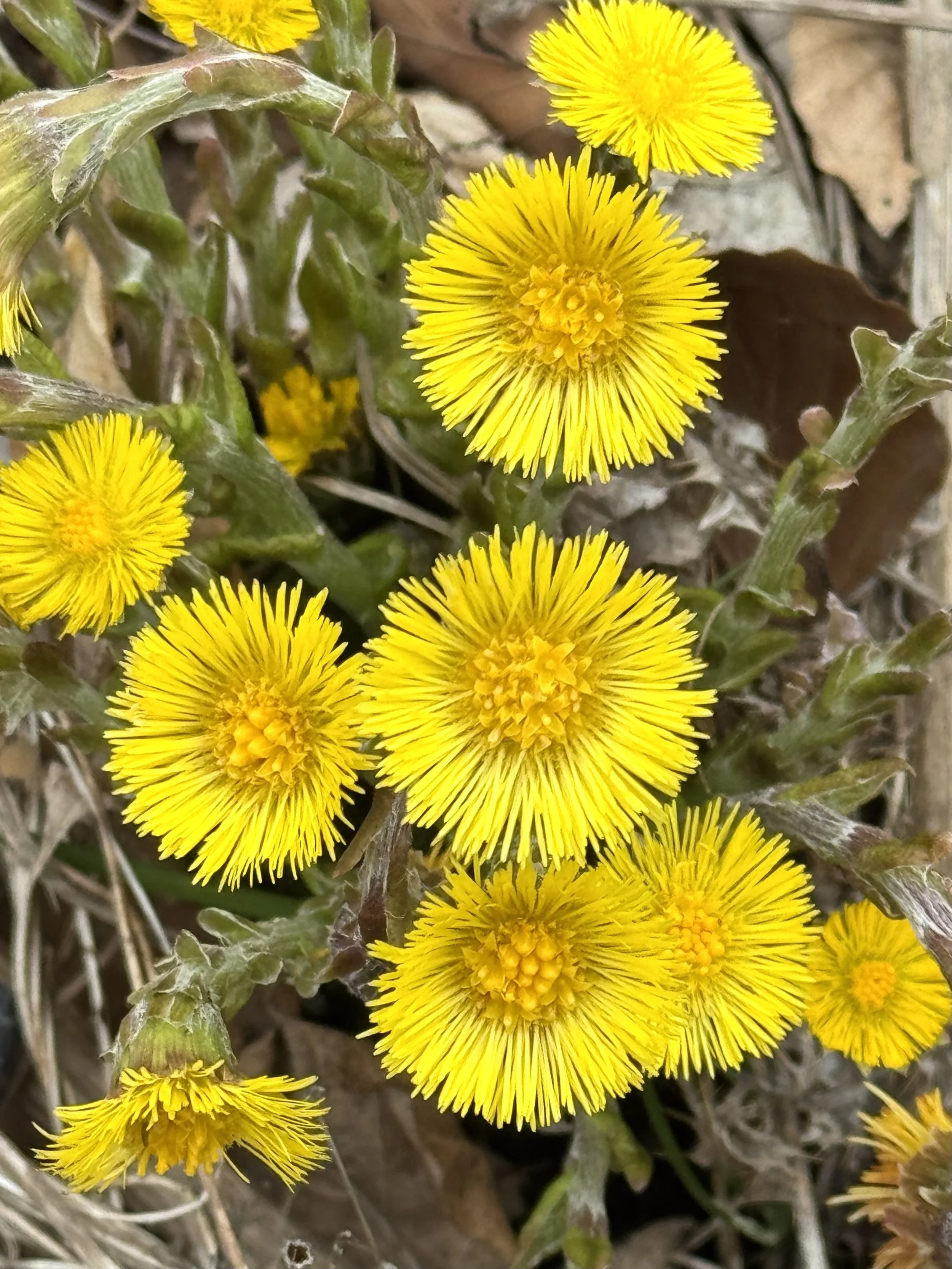 coltsfoot