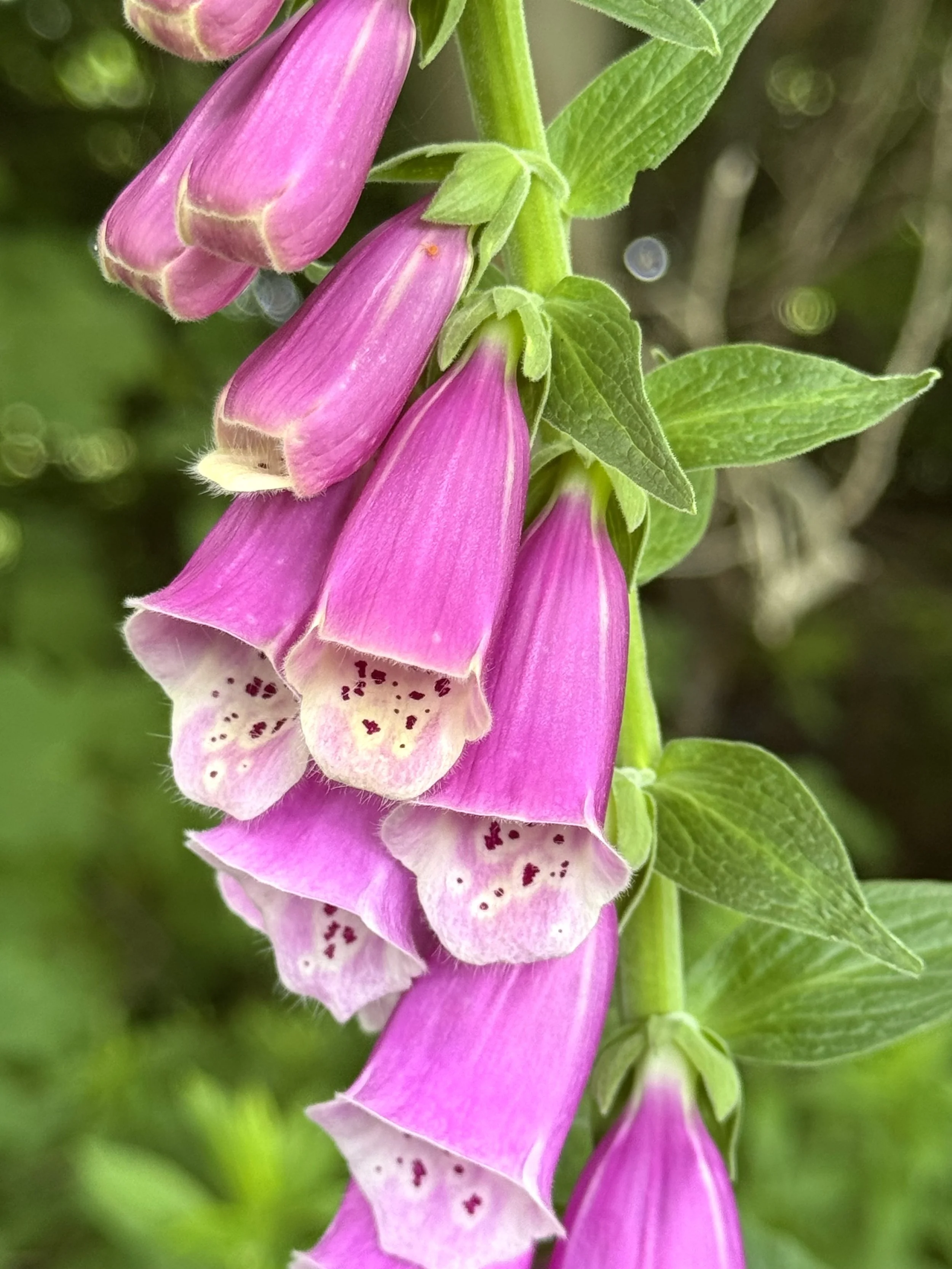 foxglove