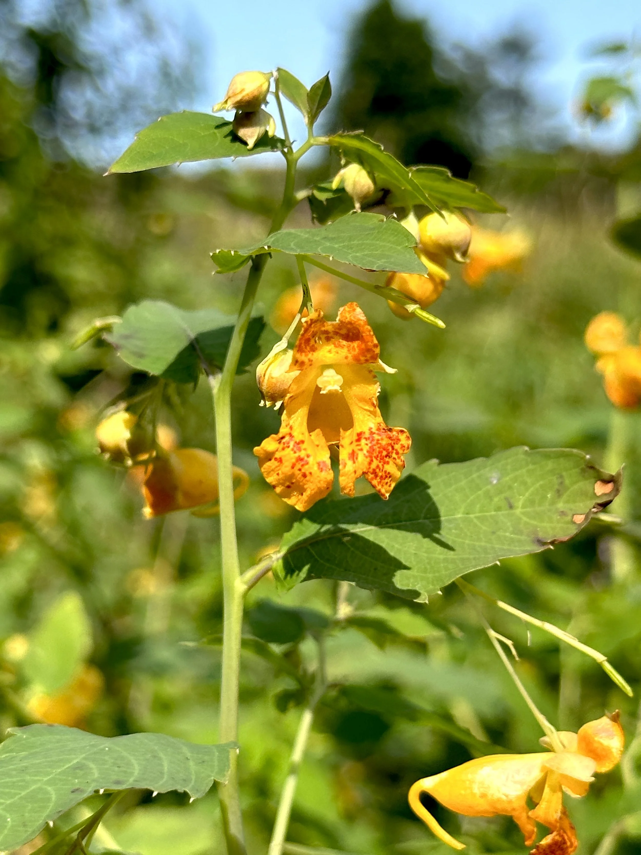 orange jewelweed