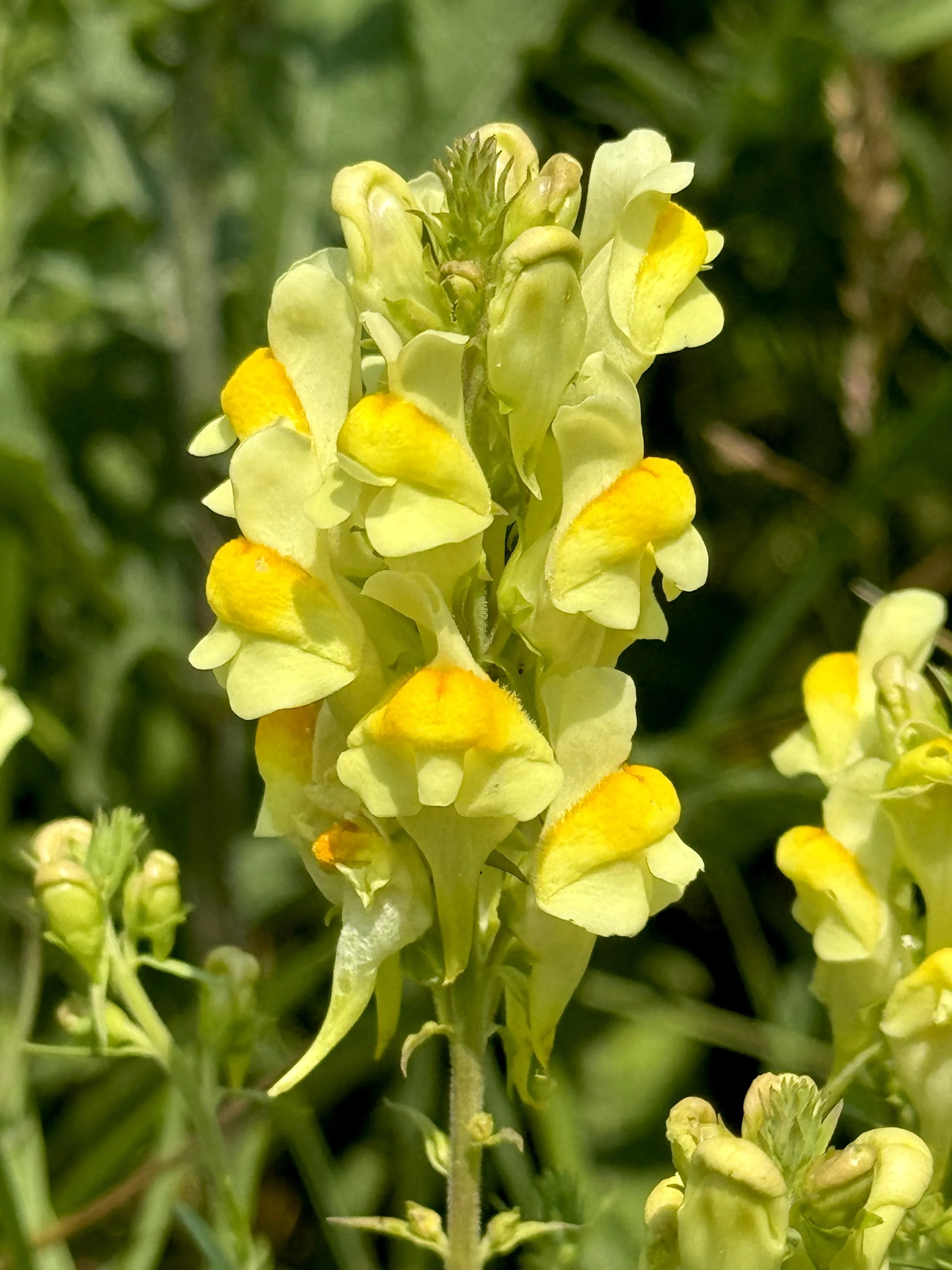 yellow toadflax (butter and eggs)