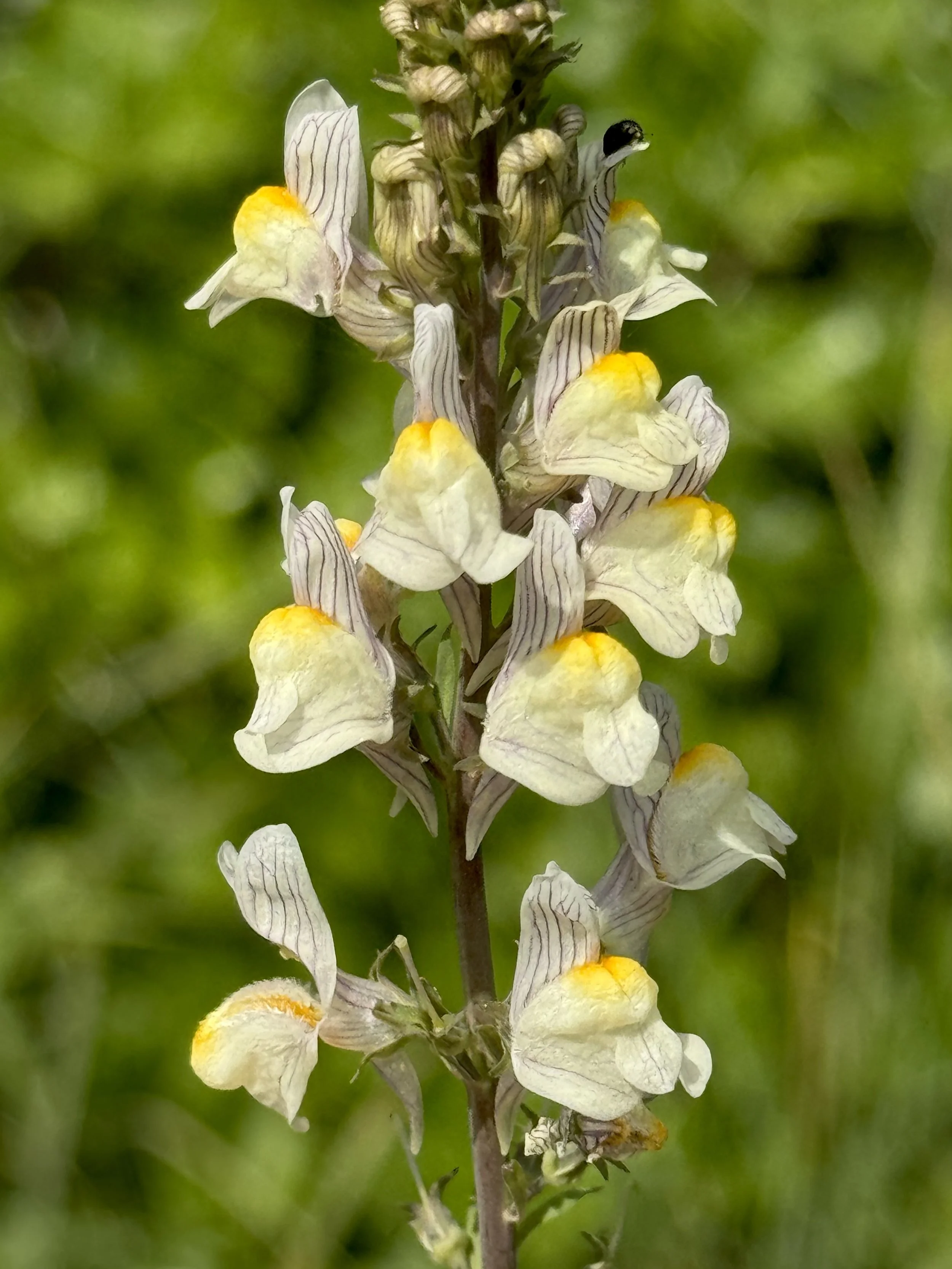 striped / hybrid toadflax