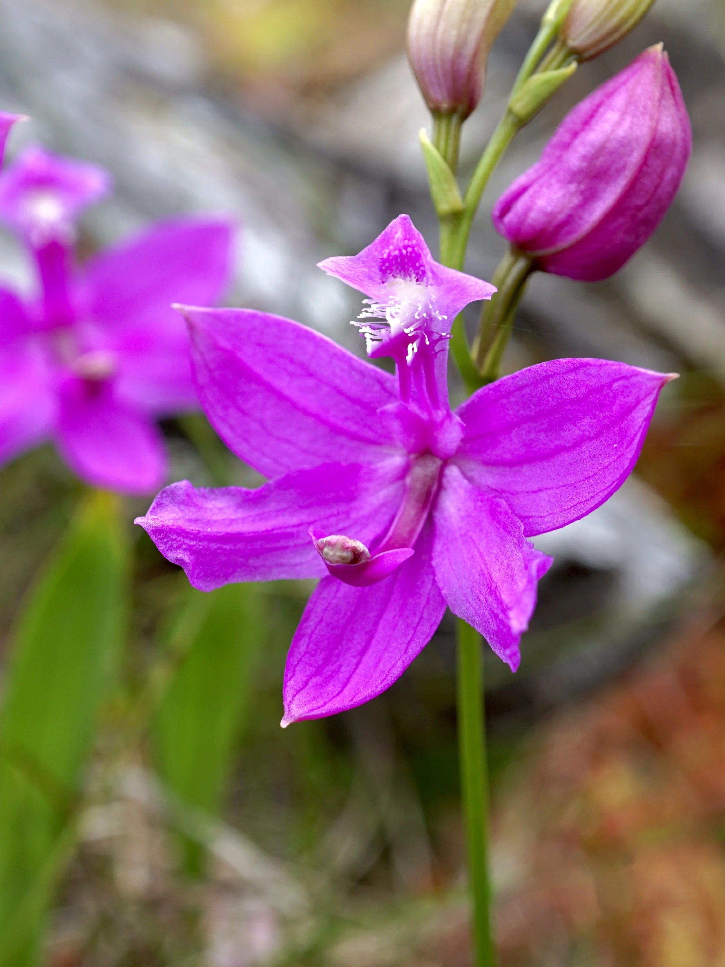 grass pink orchid