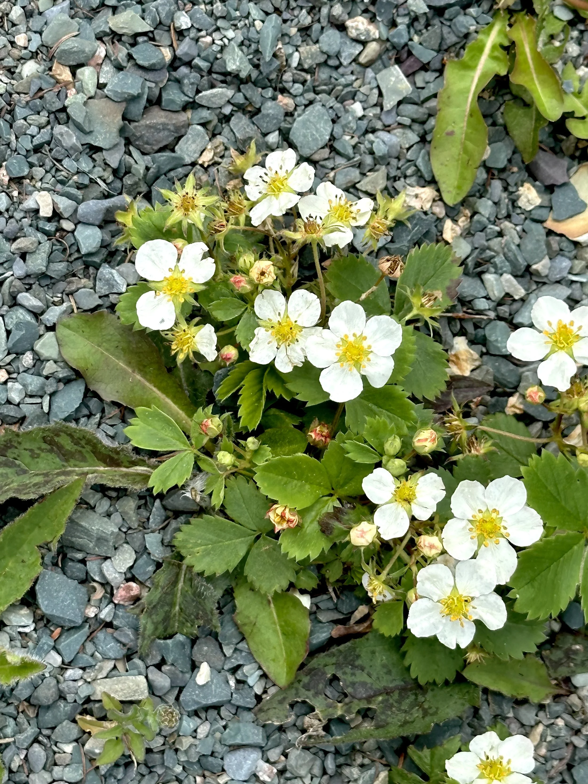 strawberry