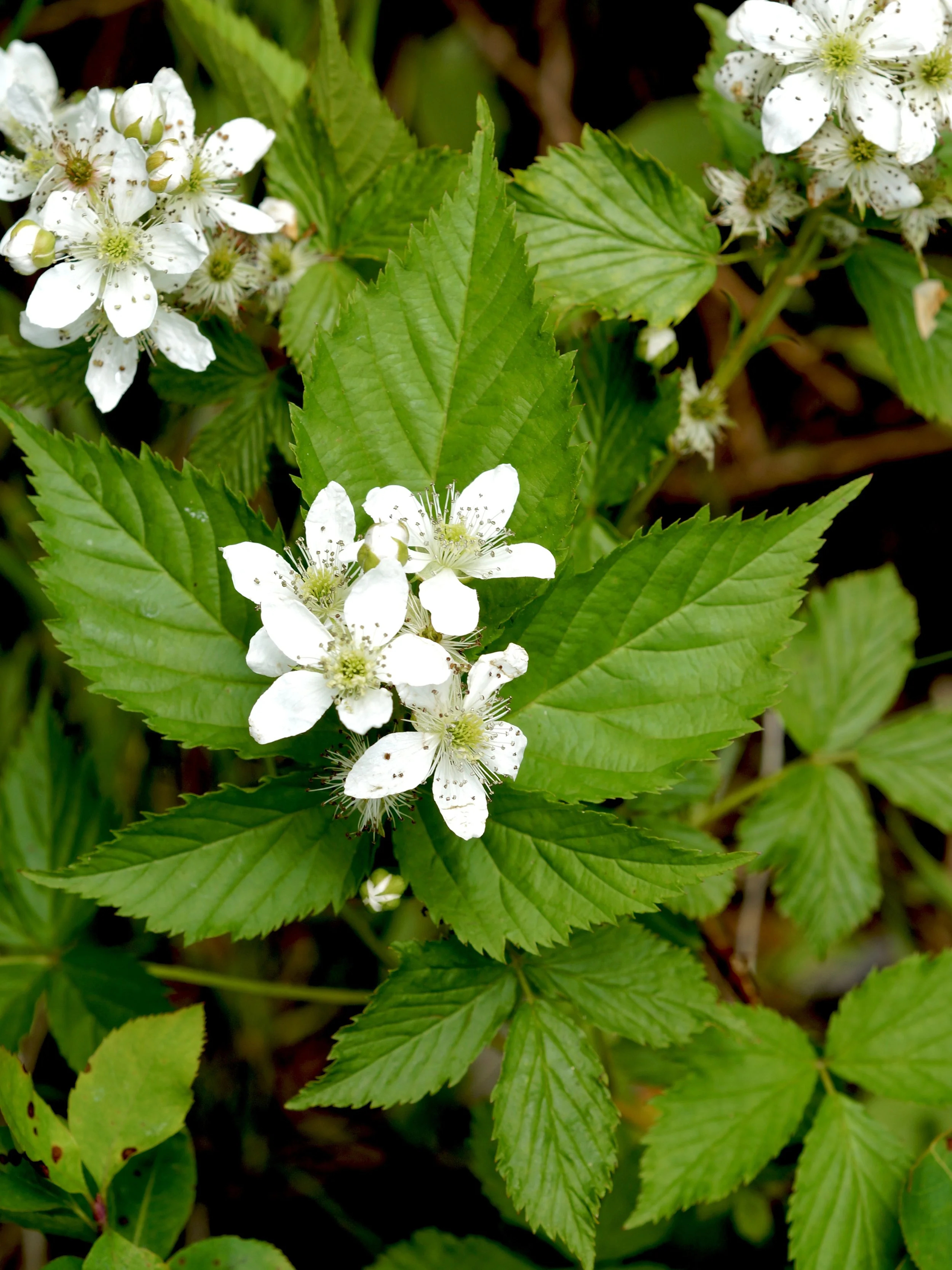 blackberry