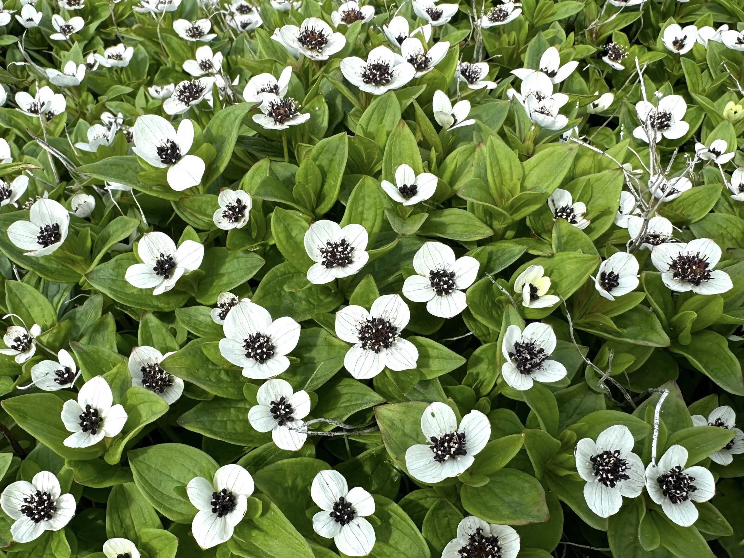 Swedish bunchberry
