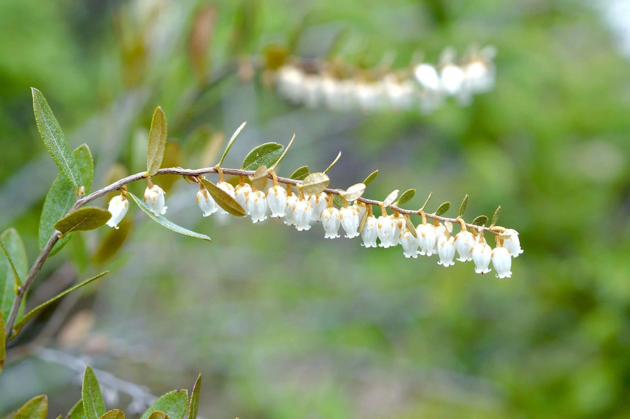 leatherleaf