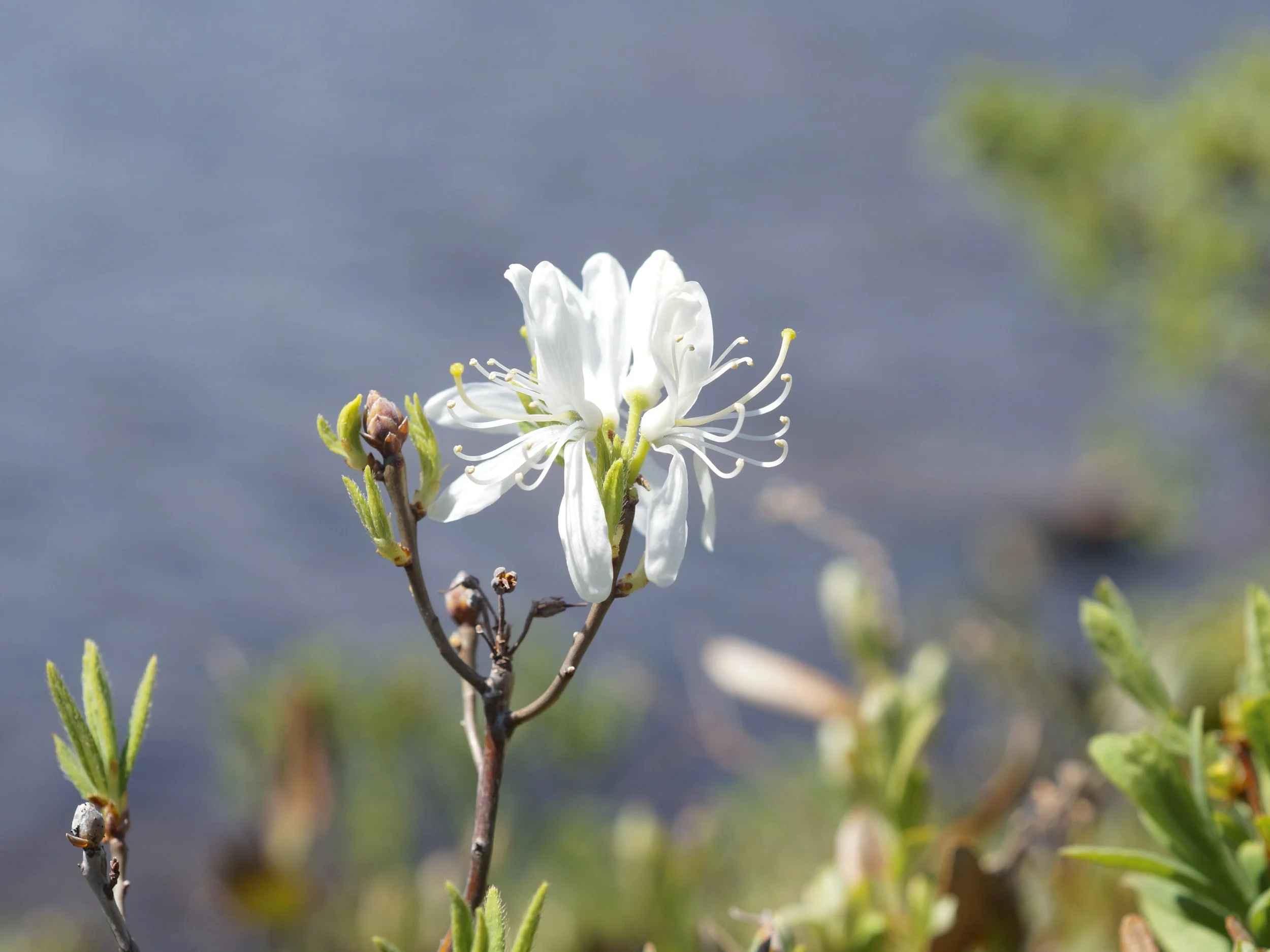 rhodora (white)