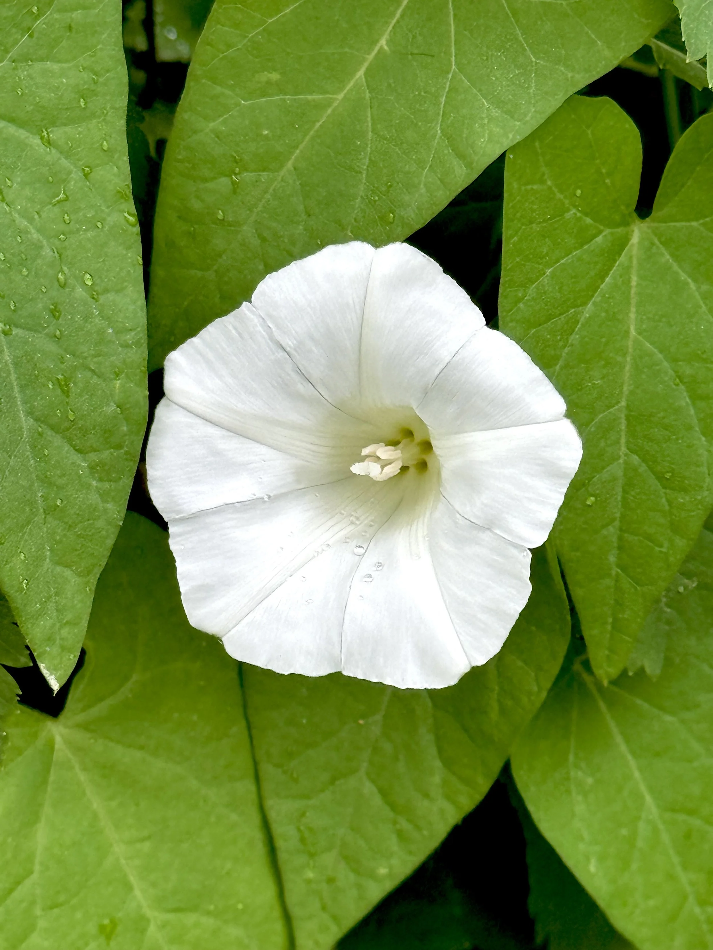 bindweed (white)