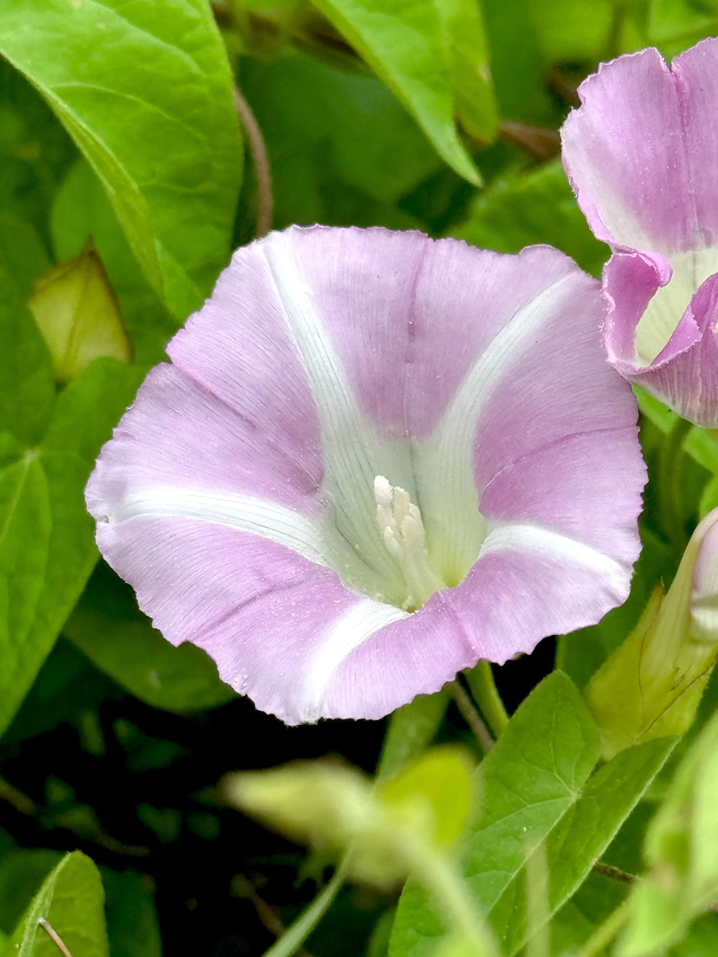 bindweed (pink)