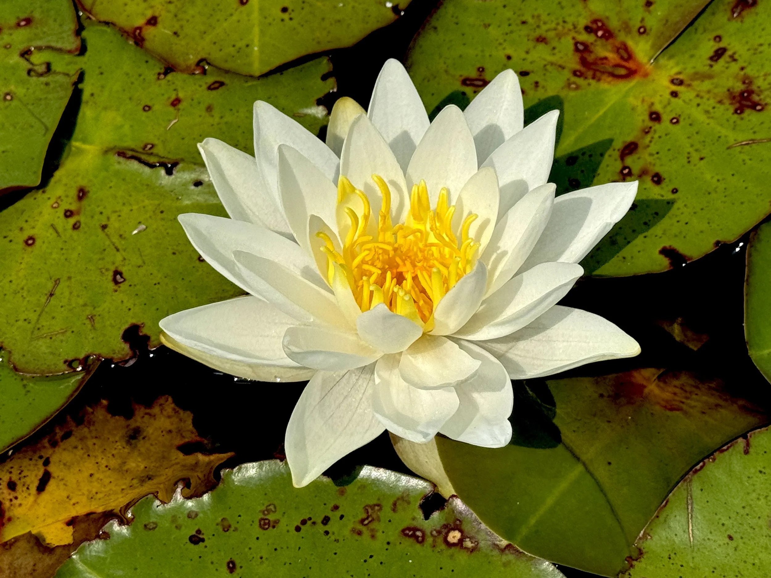 water lily