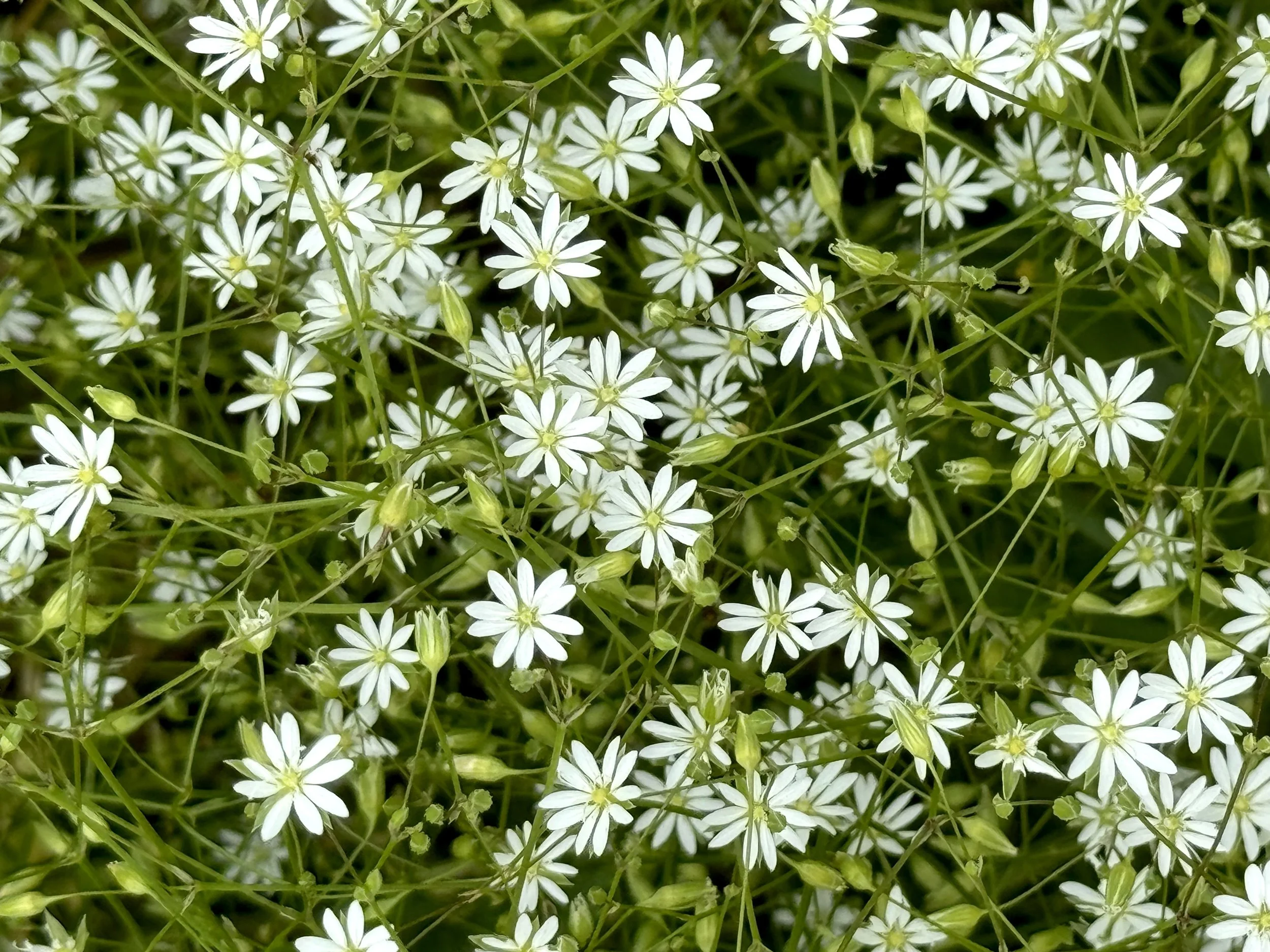starwort