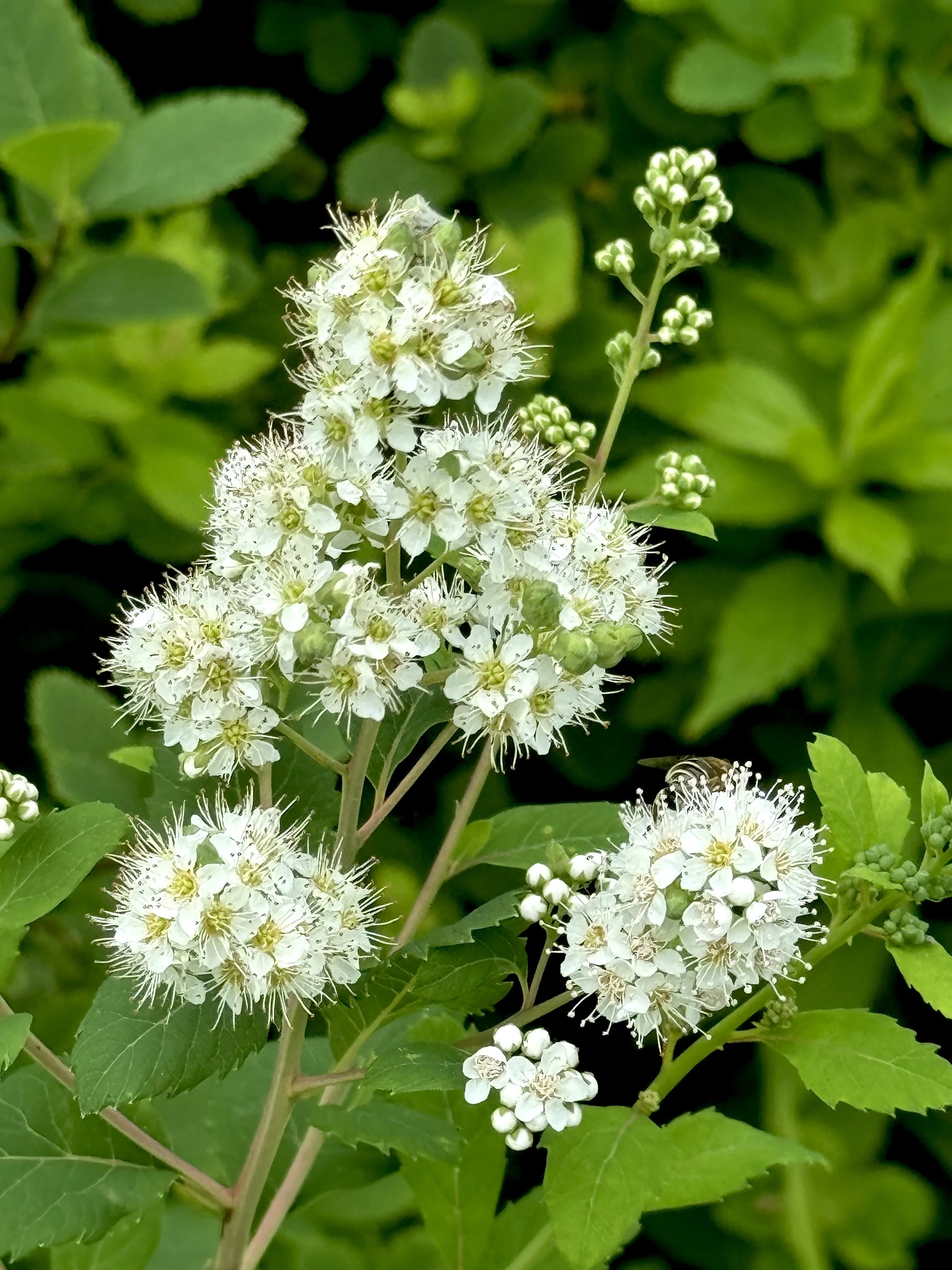 meadowsweet / spiraea (white flowers)