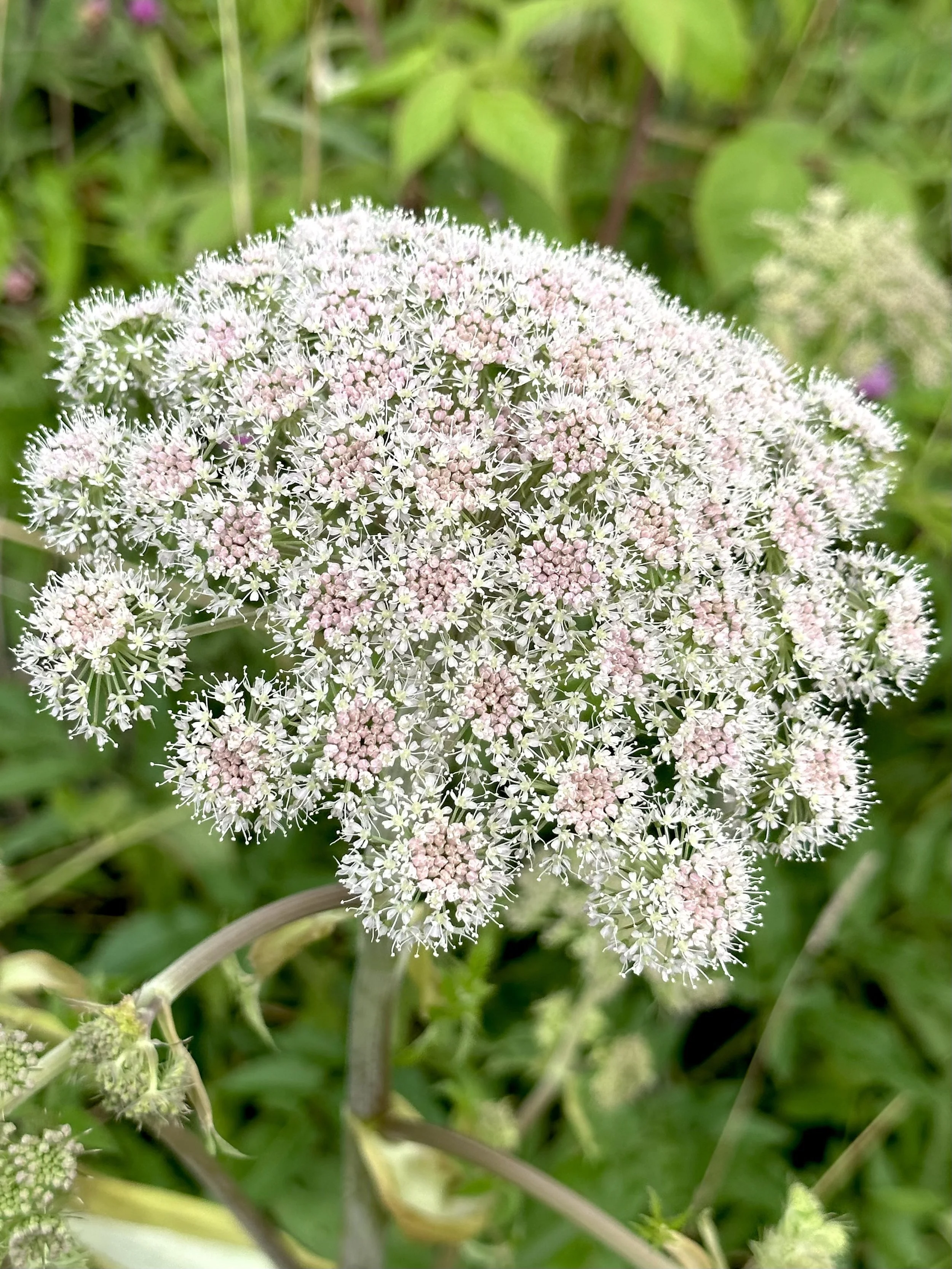 angelica
