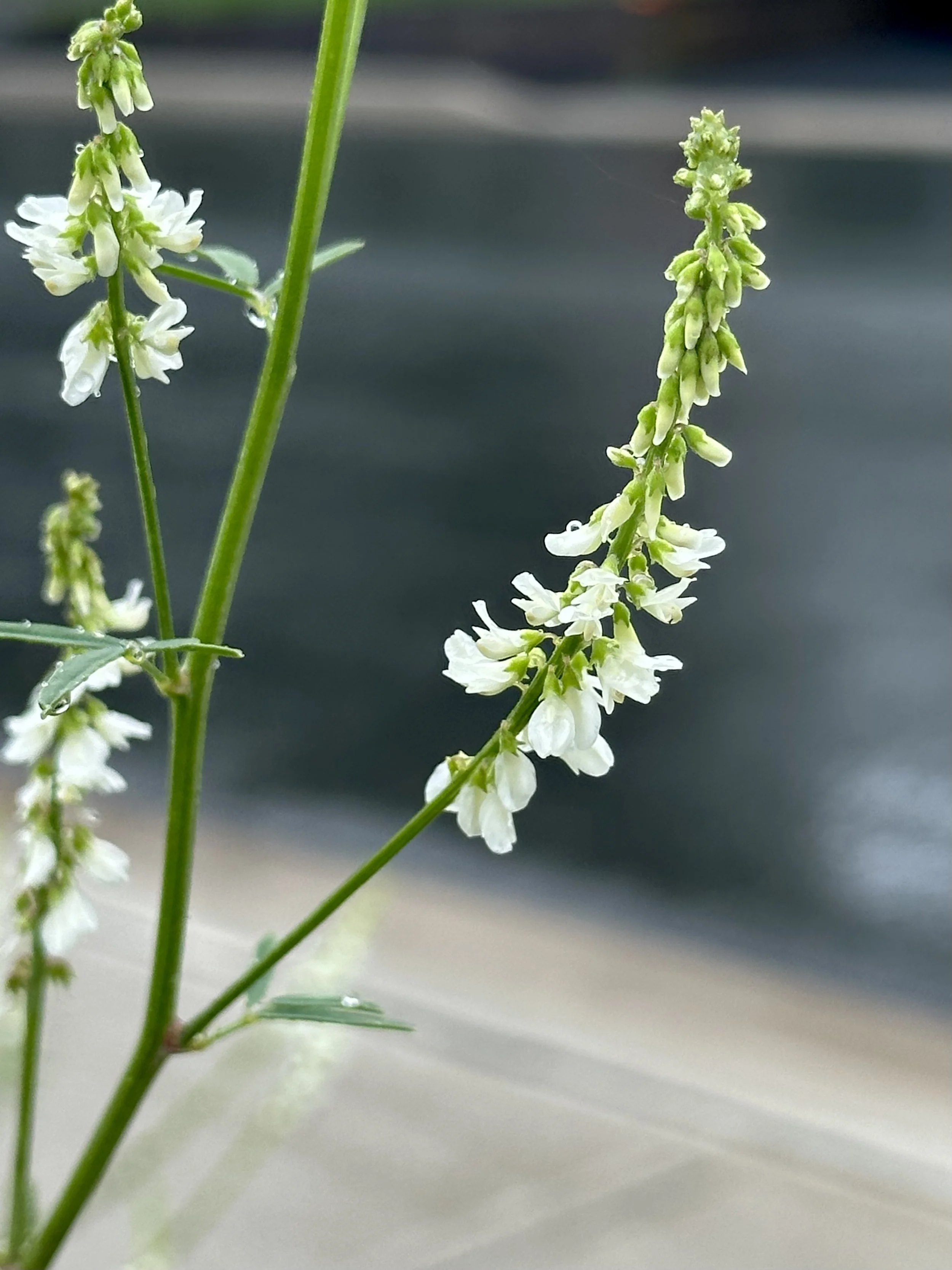 white sweet-clover